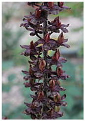 Molecules 26 05934 i005 Molecules 26 05934 i005