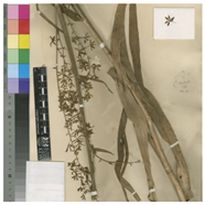 Molecules 26 05934 i006 Molecules 26 05934 i006