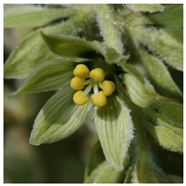 Molecules 26 05934 i007 Molecules 26 05934 i007