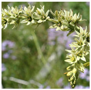 Molecules 26 05934 i008 Molecules 26 05934 i008