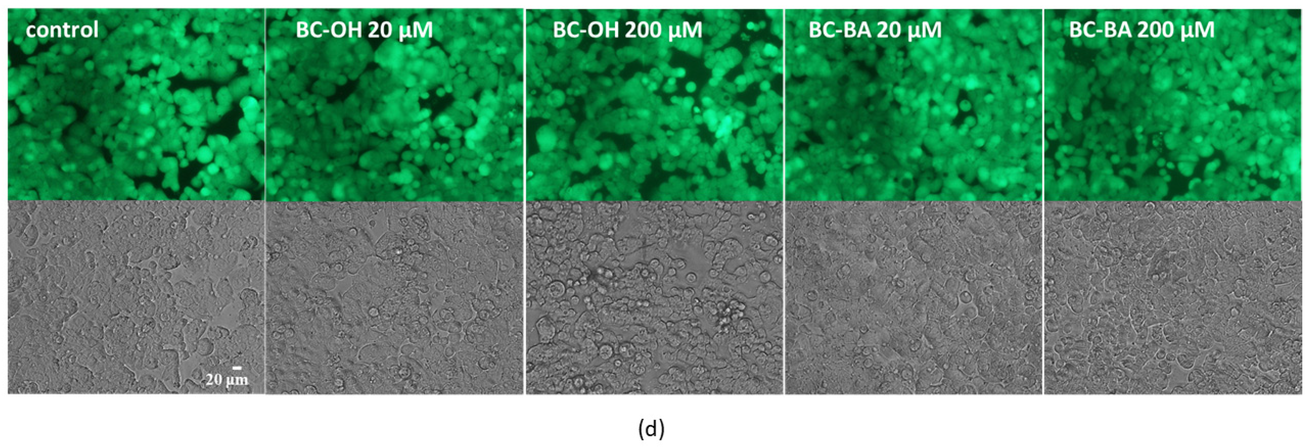 Molecules 26 05940 g007b