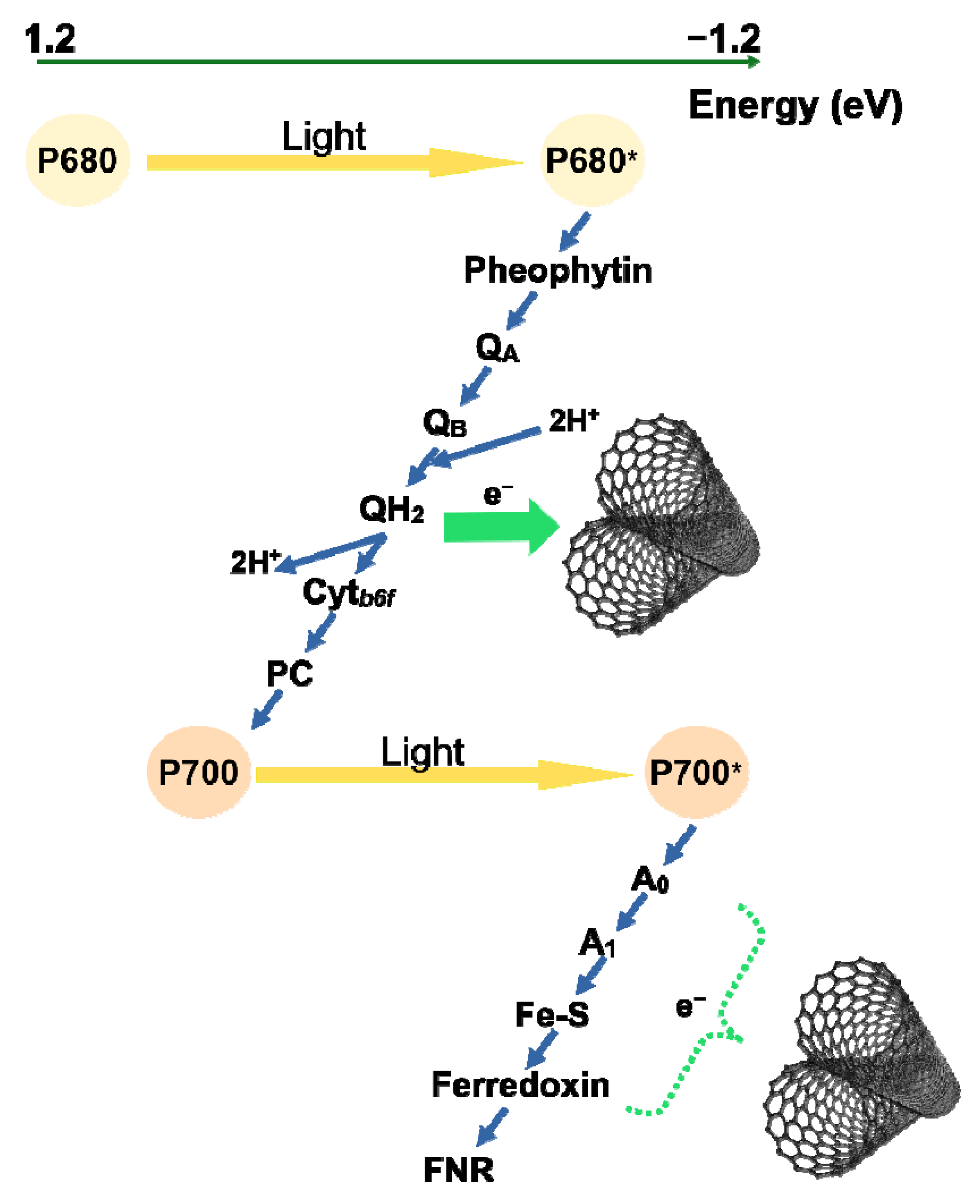 Molecules 26 05958 g006