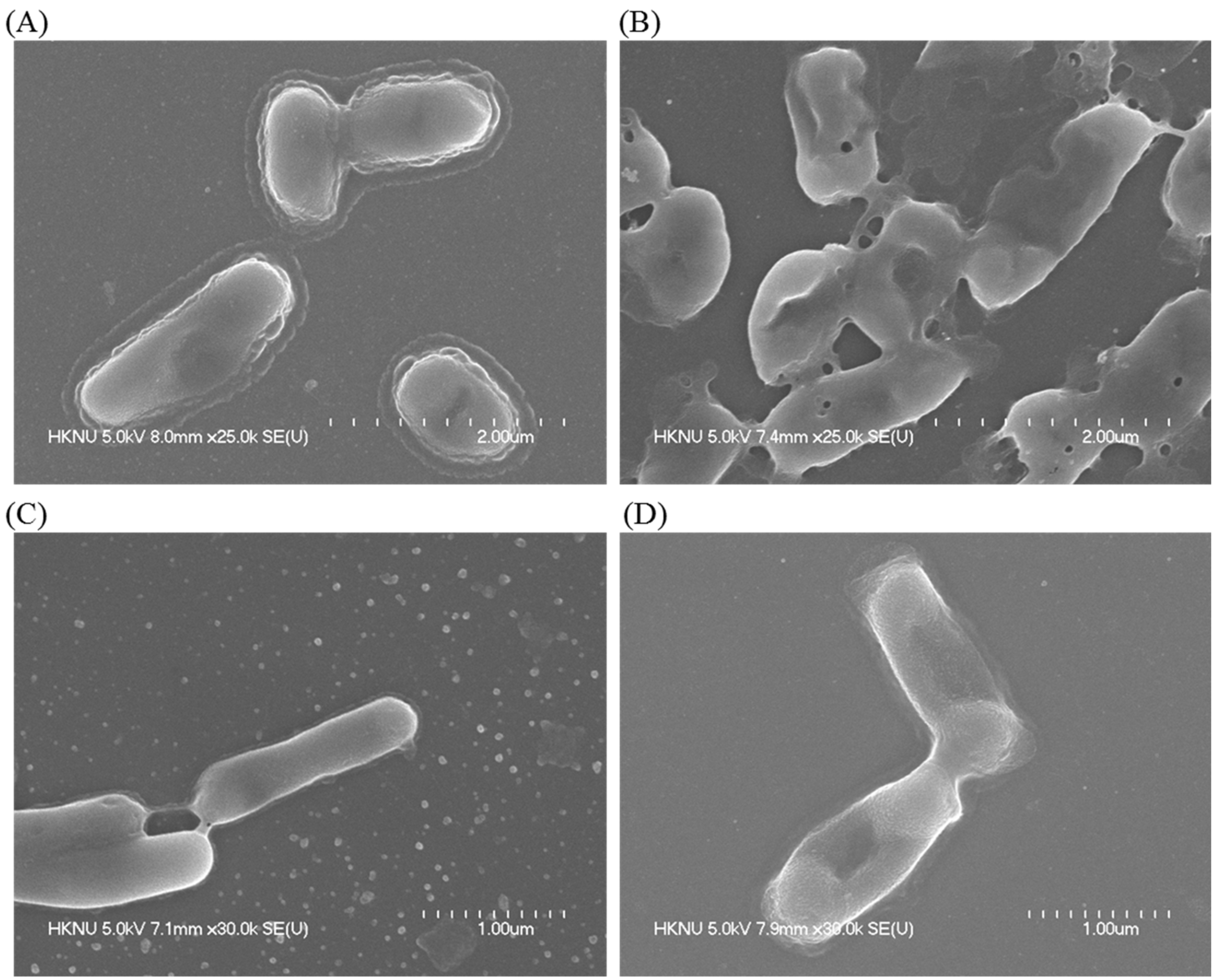 Molecules 26 05996 g009