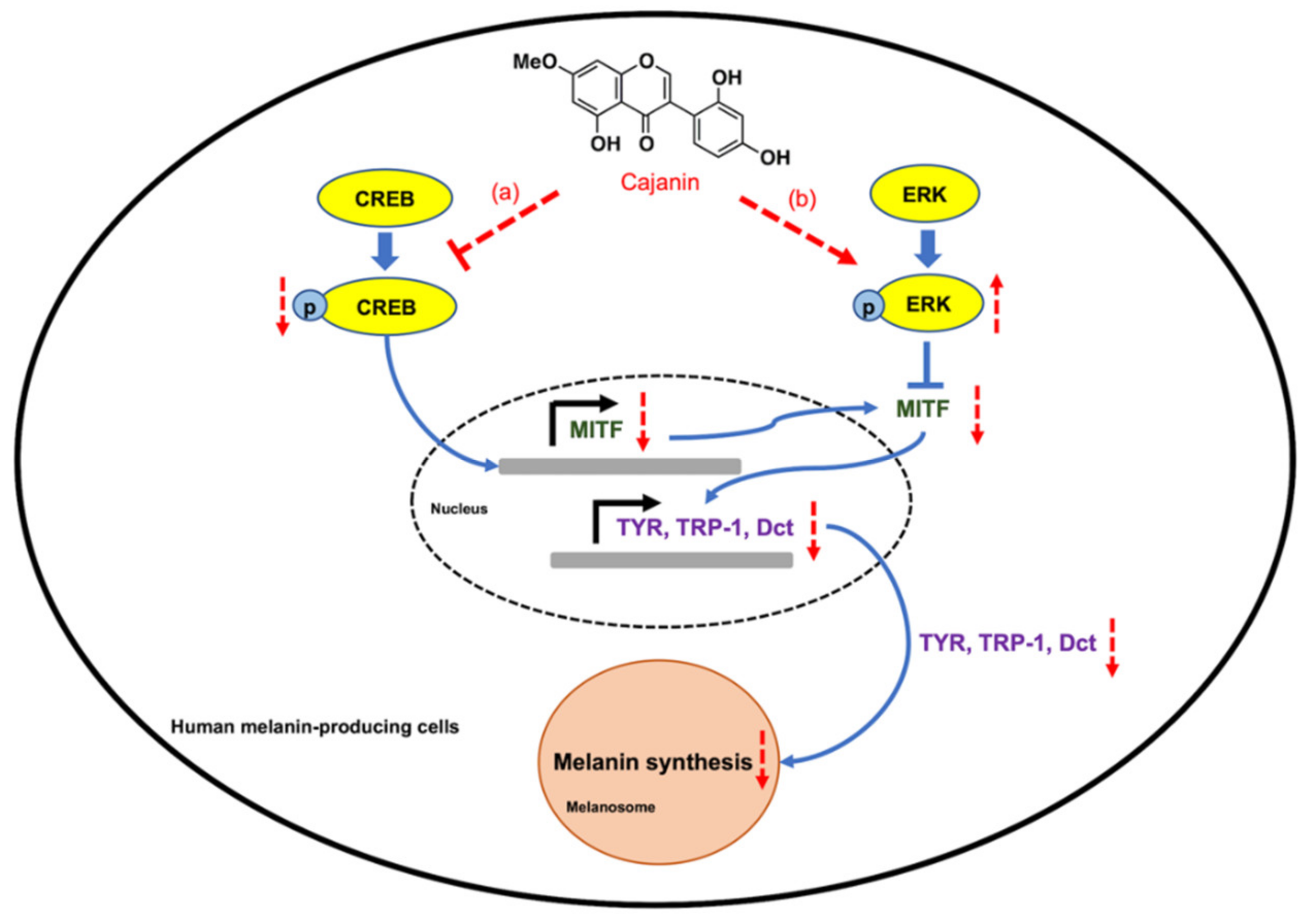 Molecules 26 06040 g008
