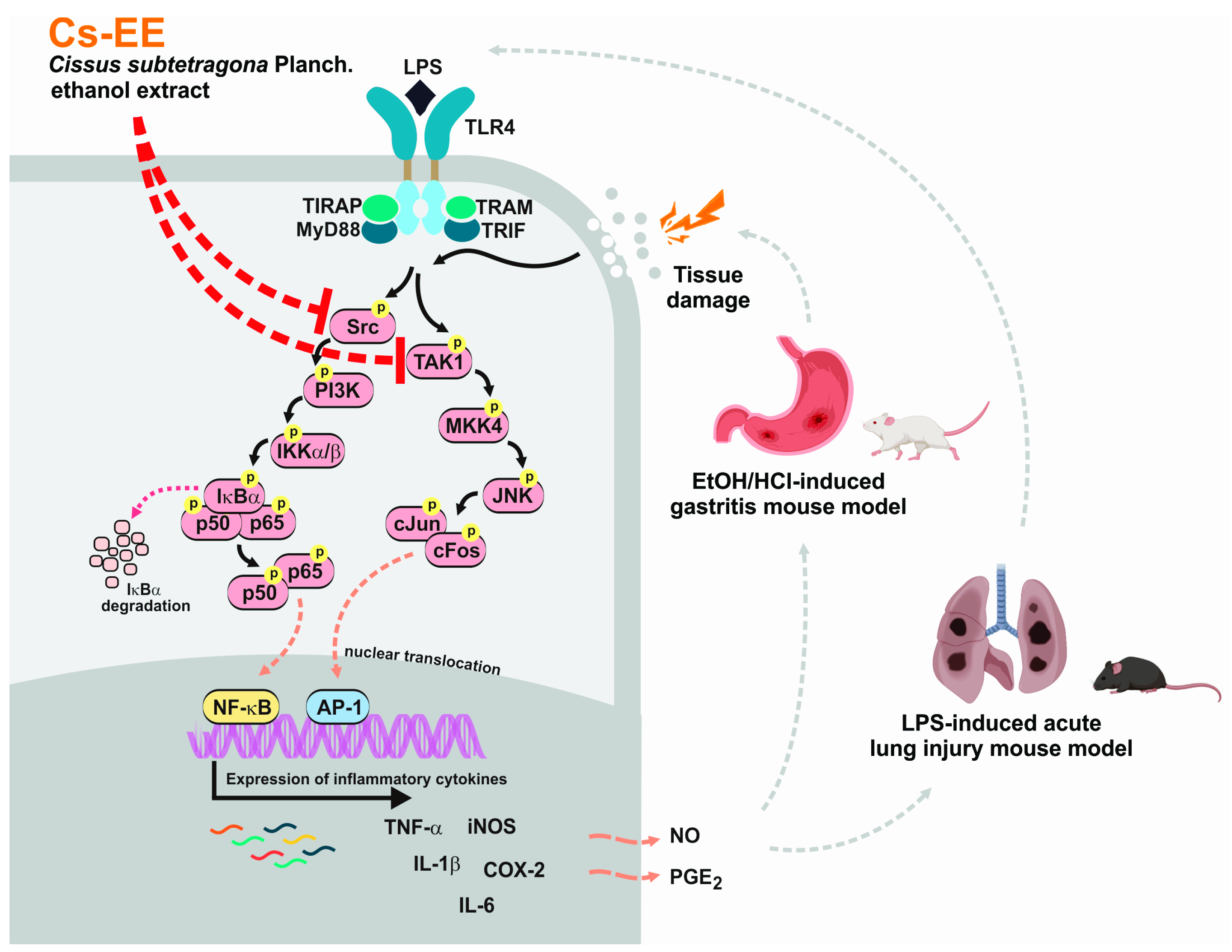 Molecules 26 06073 g008