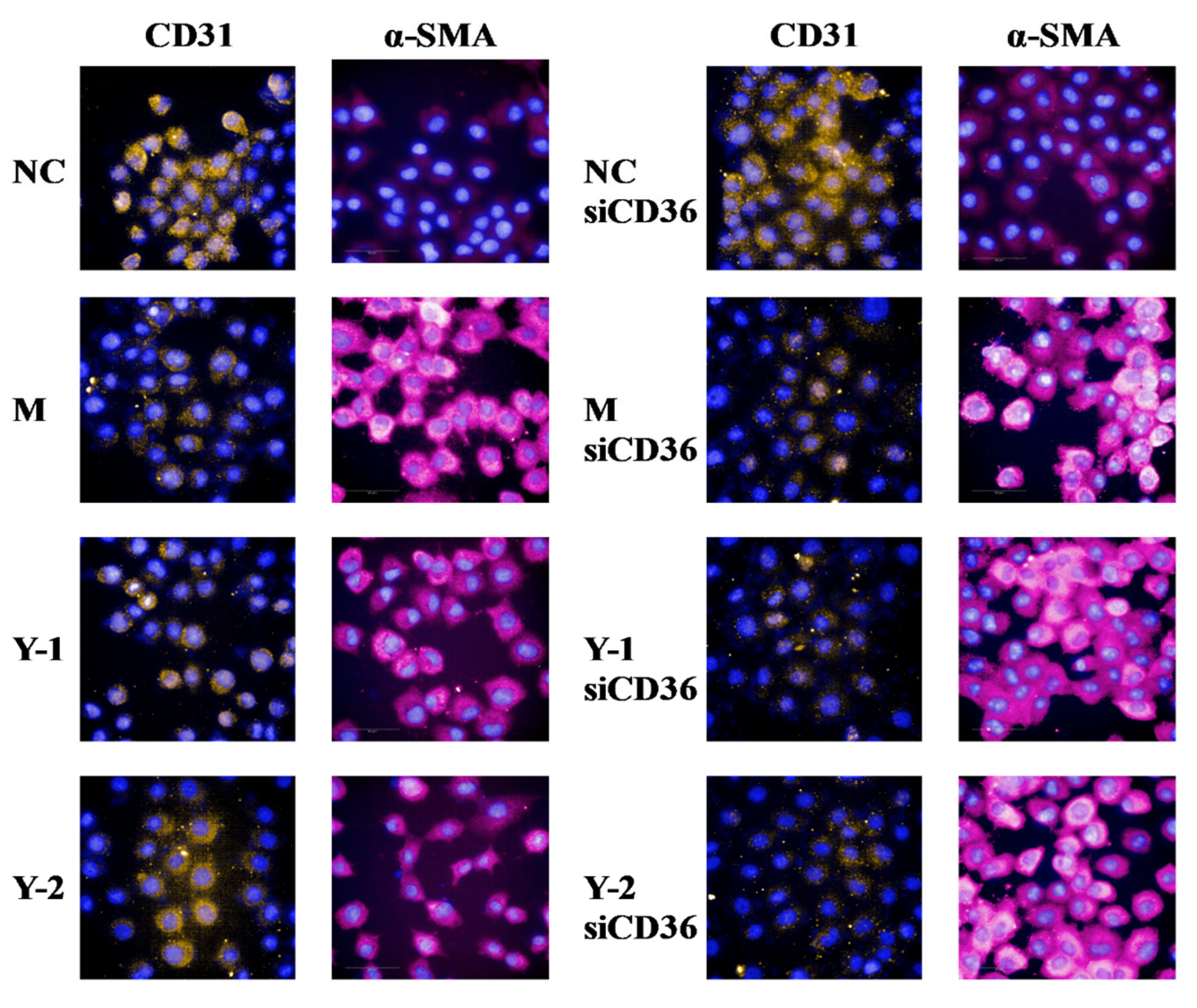 Molecules 26 06133 g007