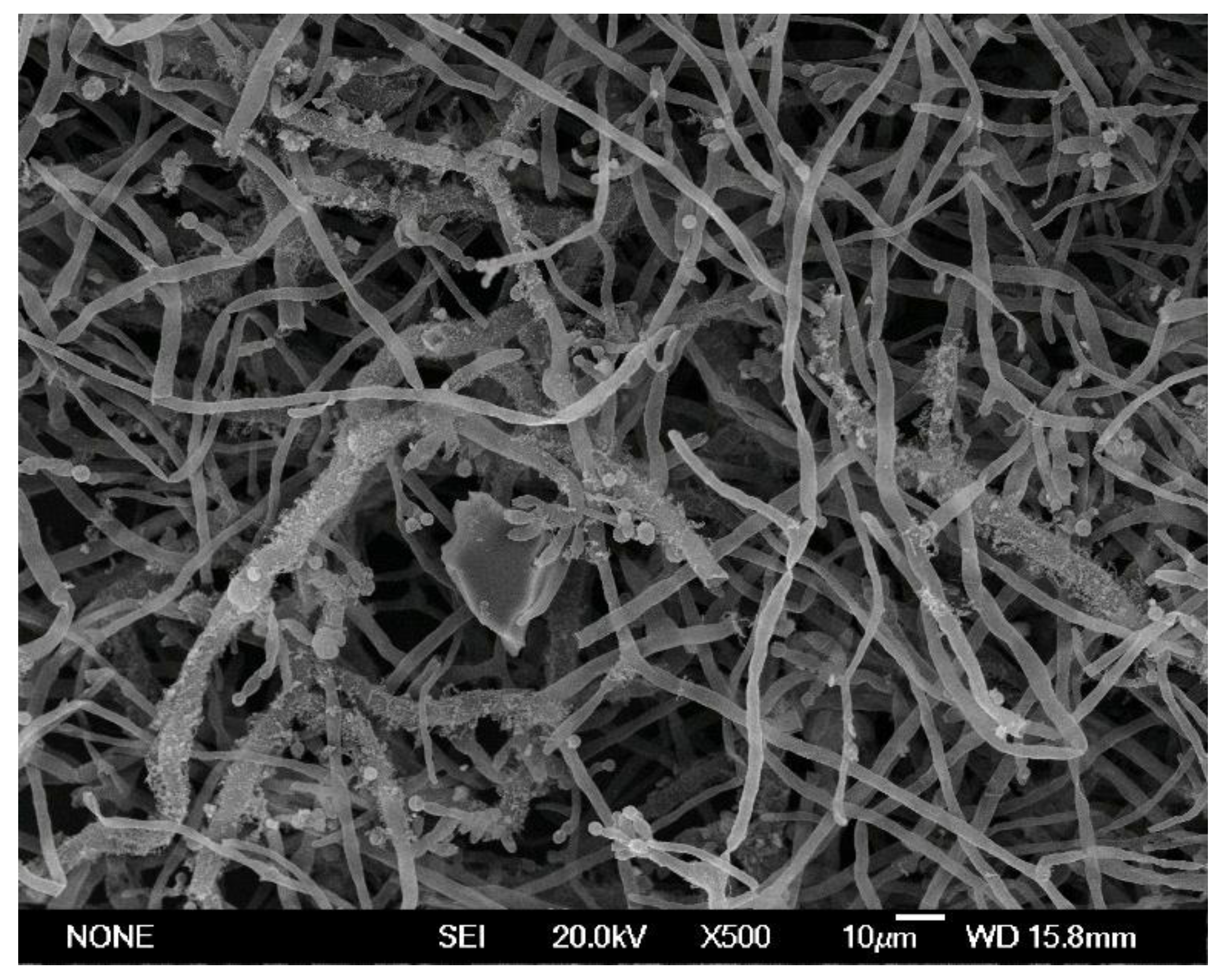 Molecules 26 06200 g004