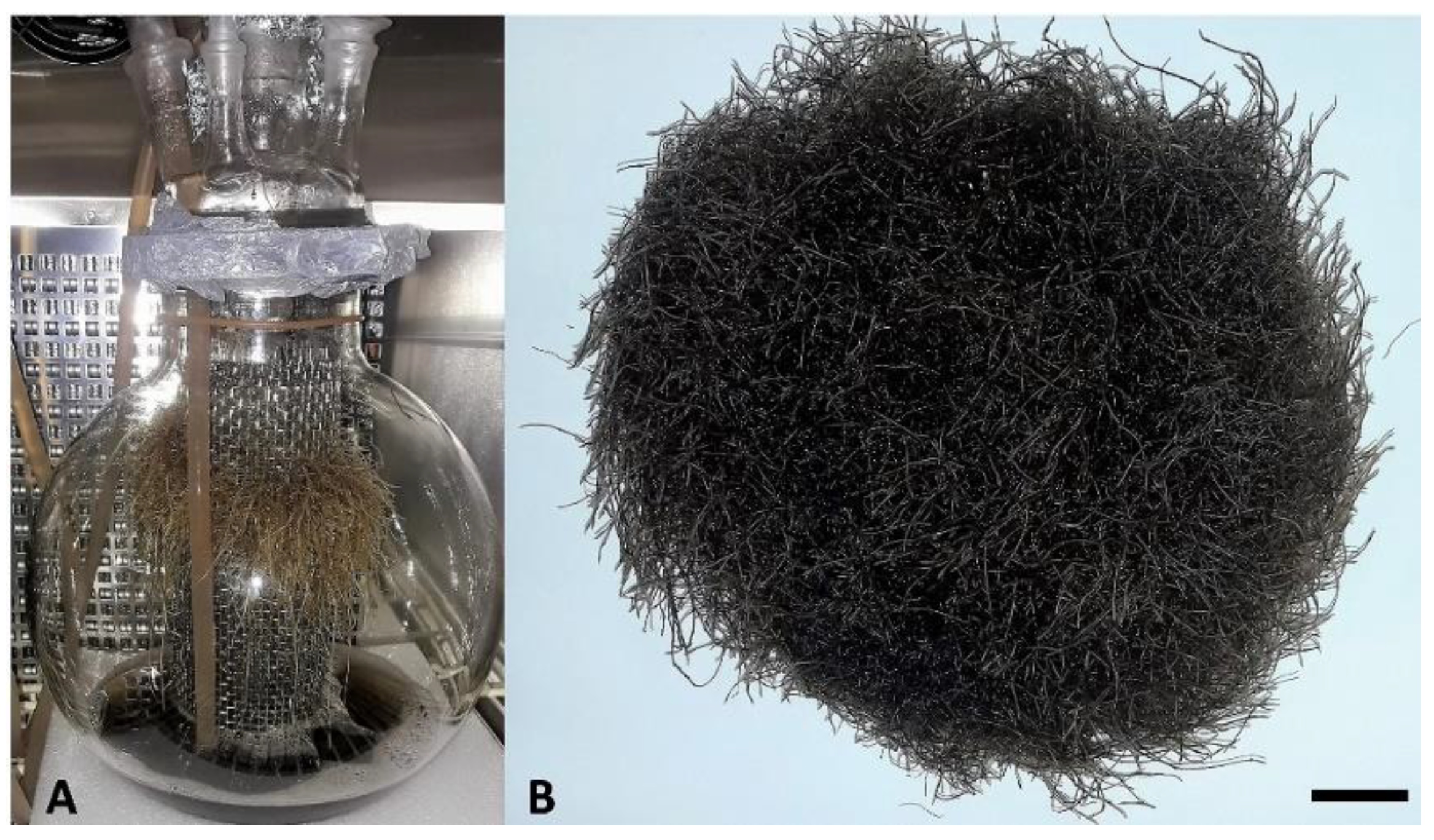 Molecules 26 06208 g001