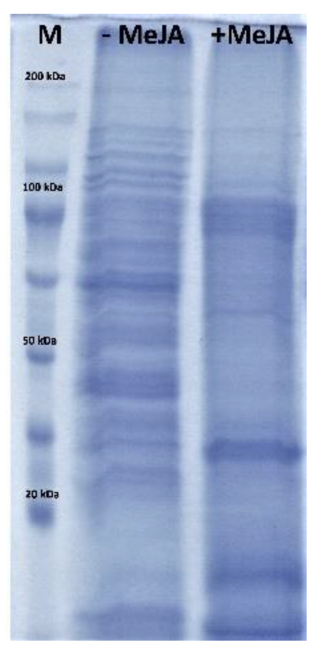 Molecules 26 06208 g002
