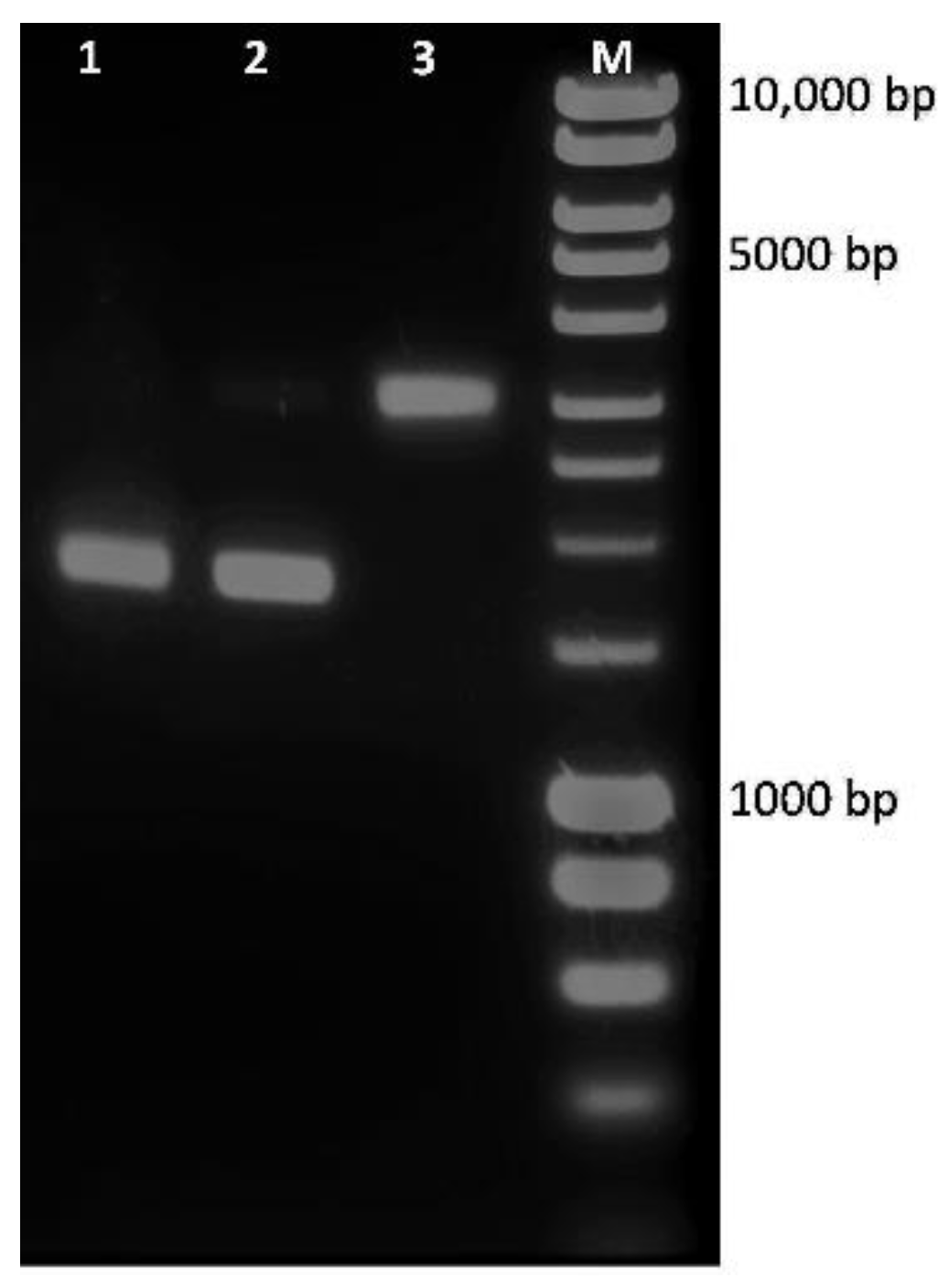 Molecules 26 06208 g009