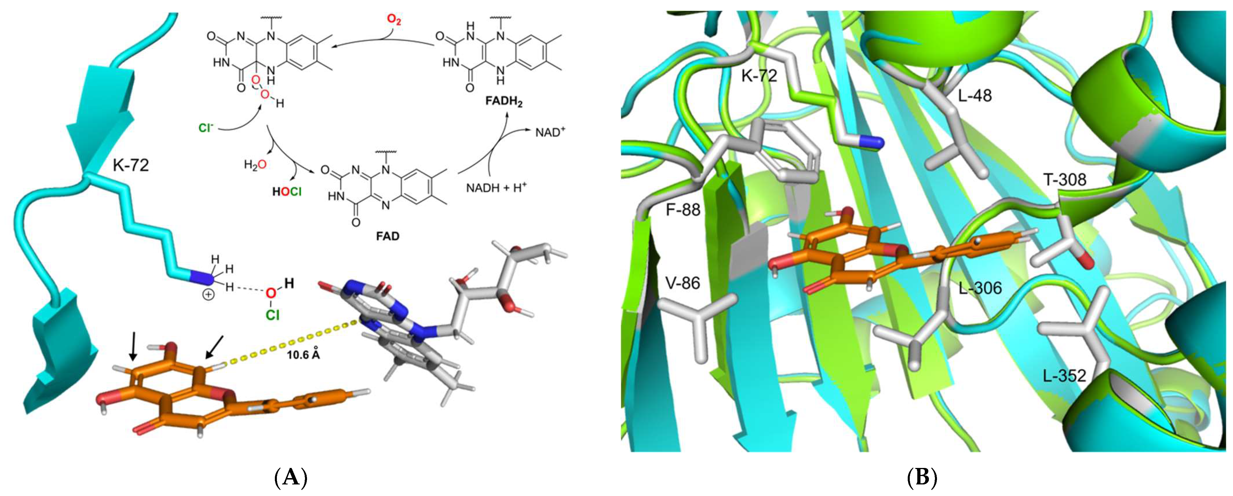 Molecules 26 06220 g005