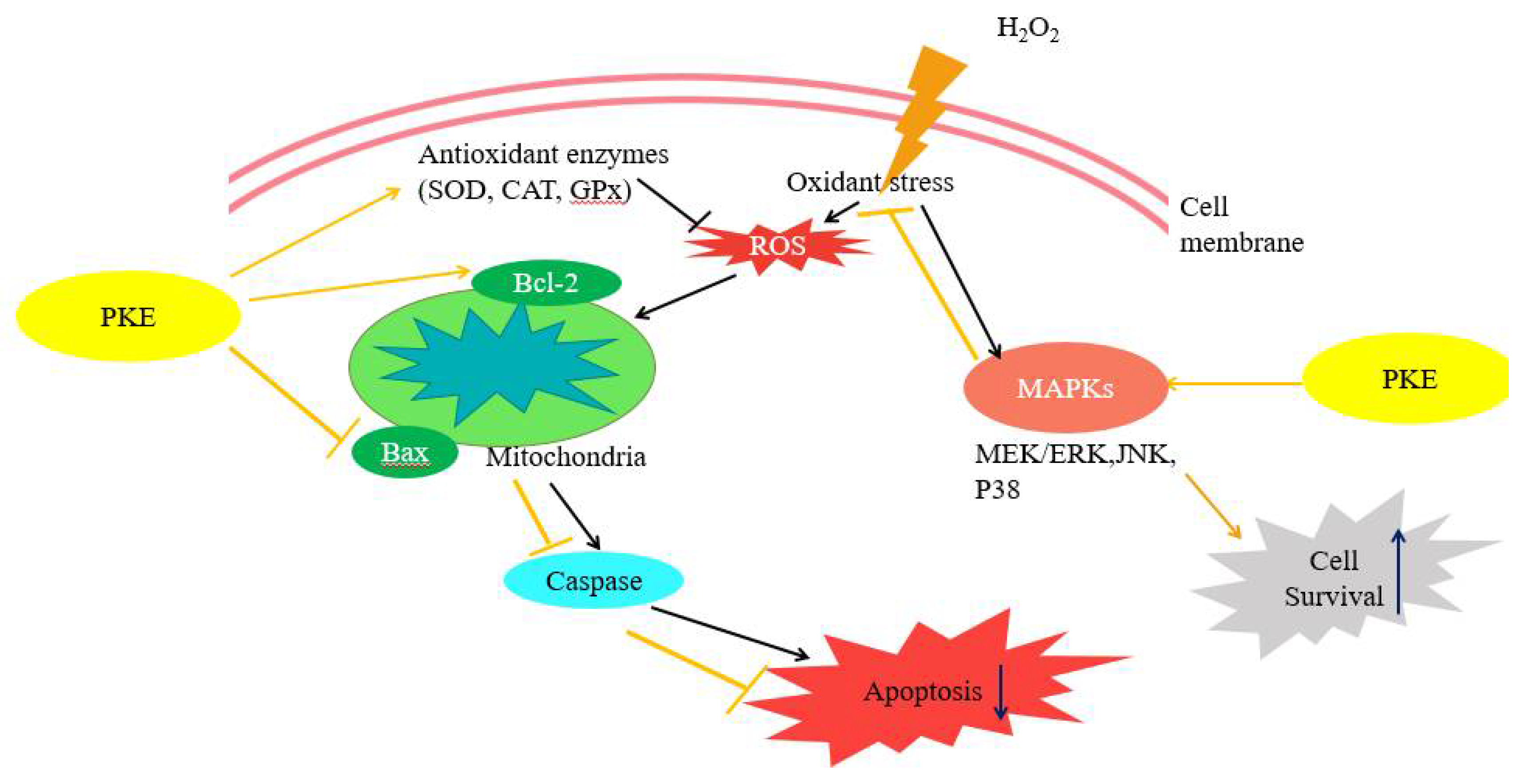 Molecules 26 06287 g009