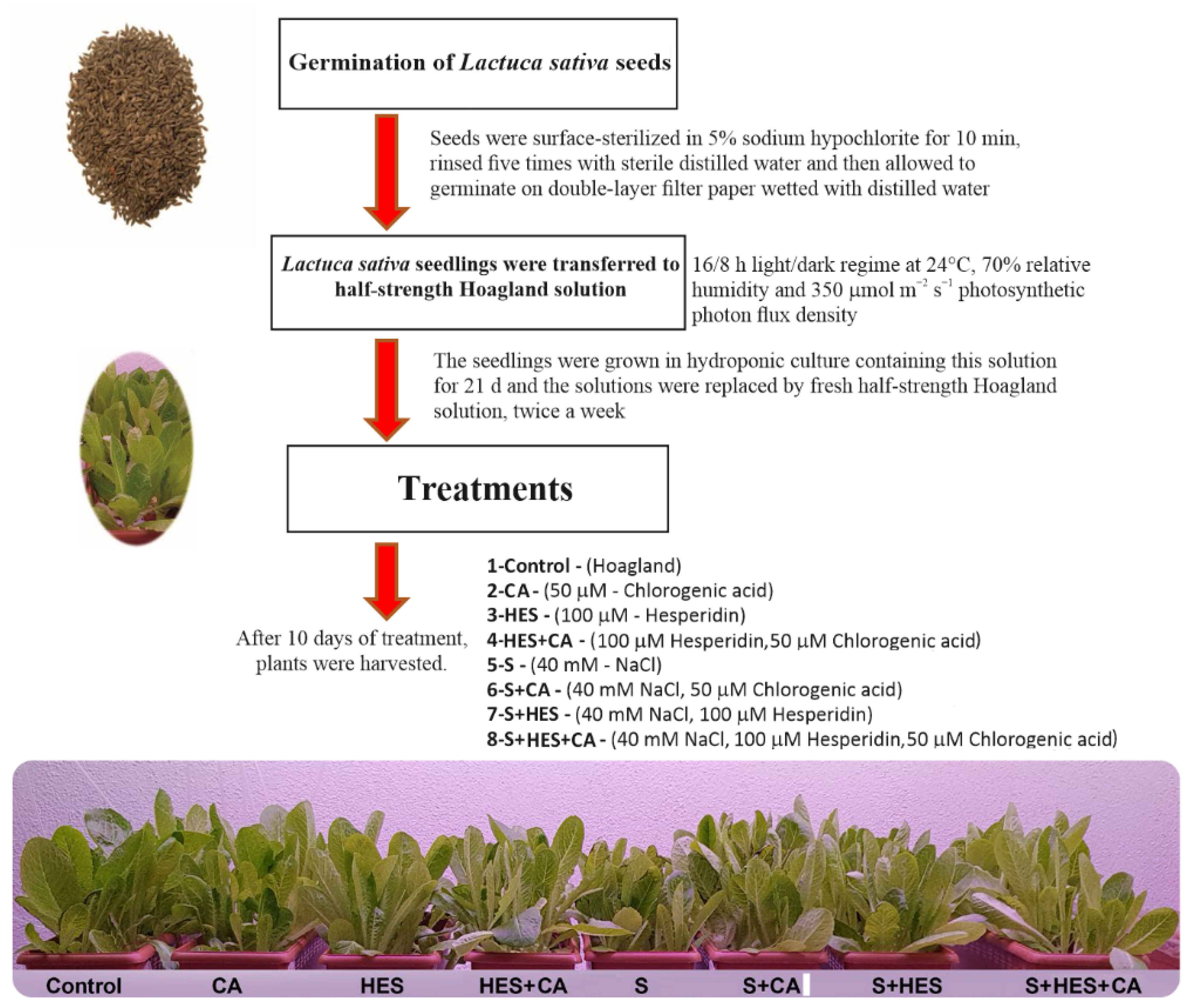 Molecules 26 06291 g005