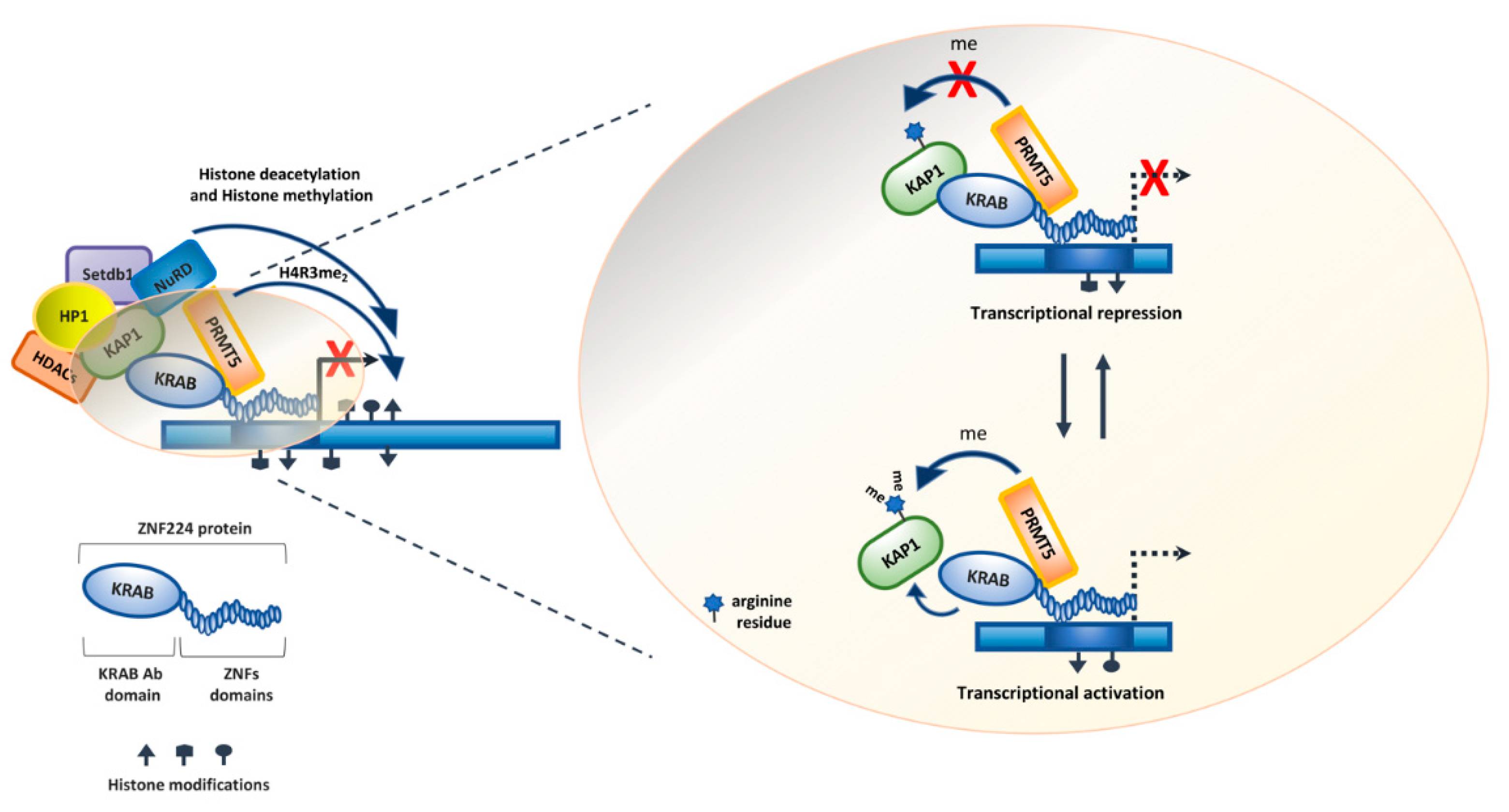 Molecules 26 06296 g004