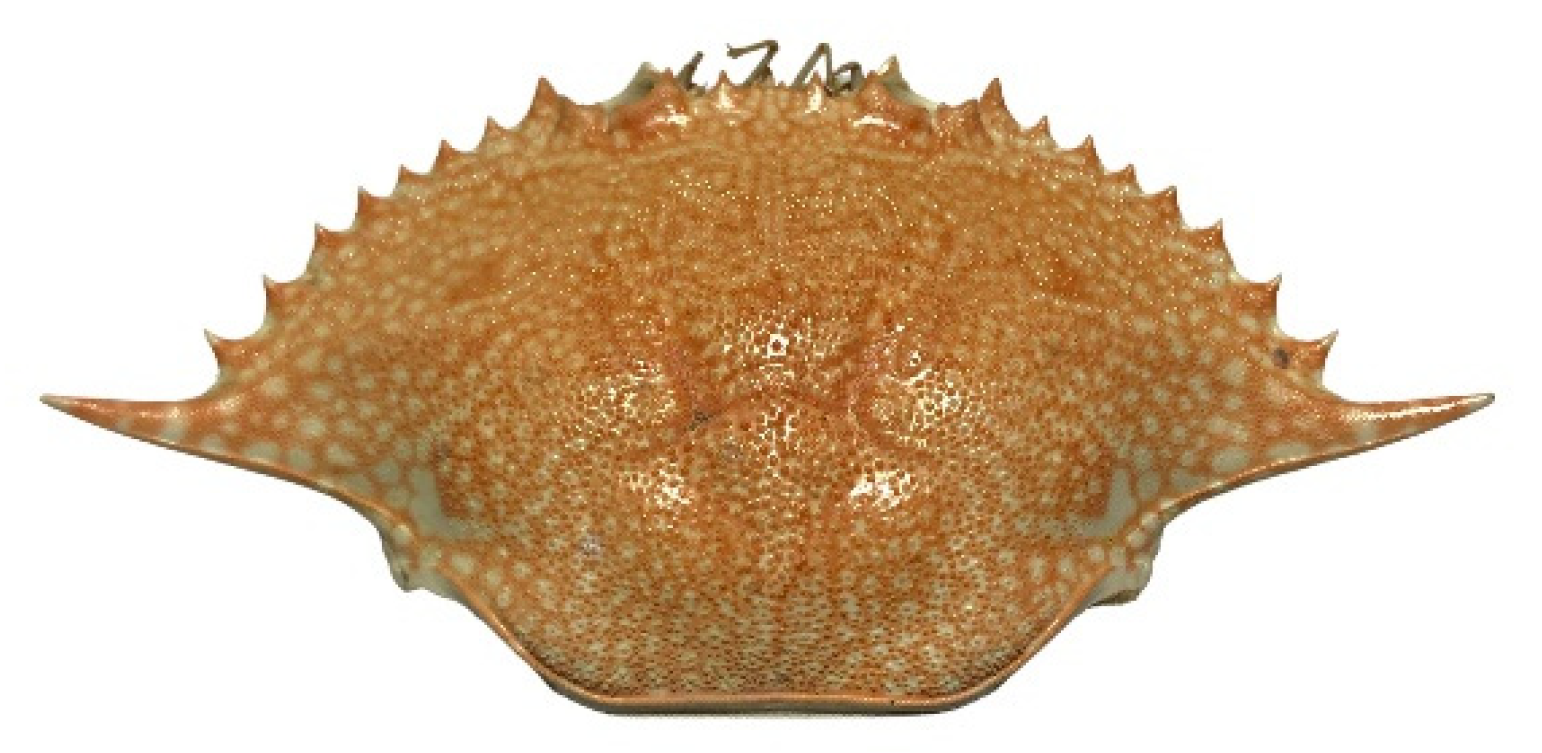 Molecules 26 06344 g004