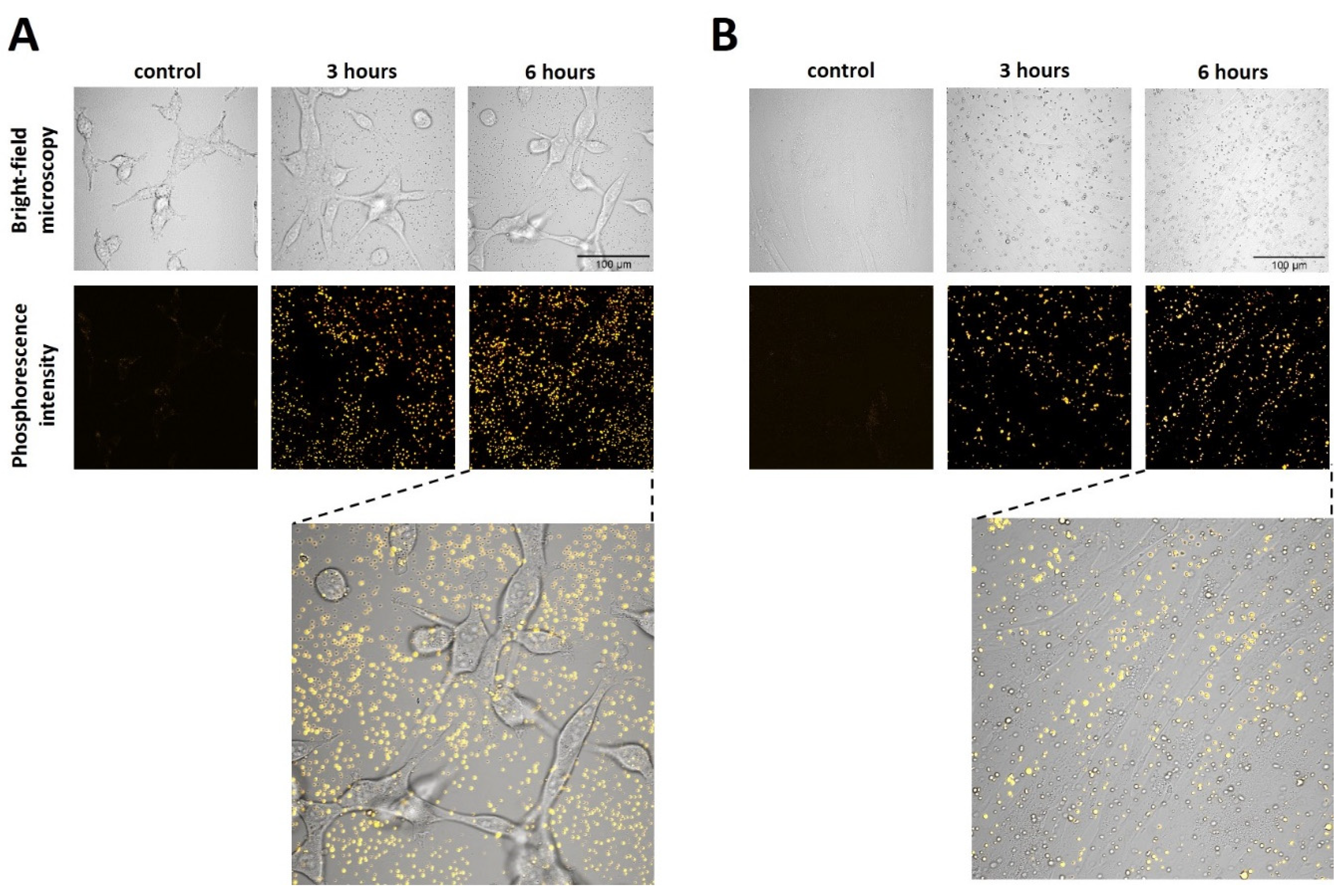 Molecules 26 06349 g008