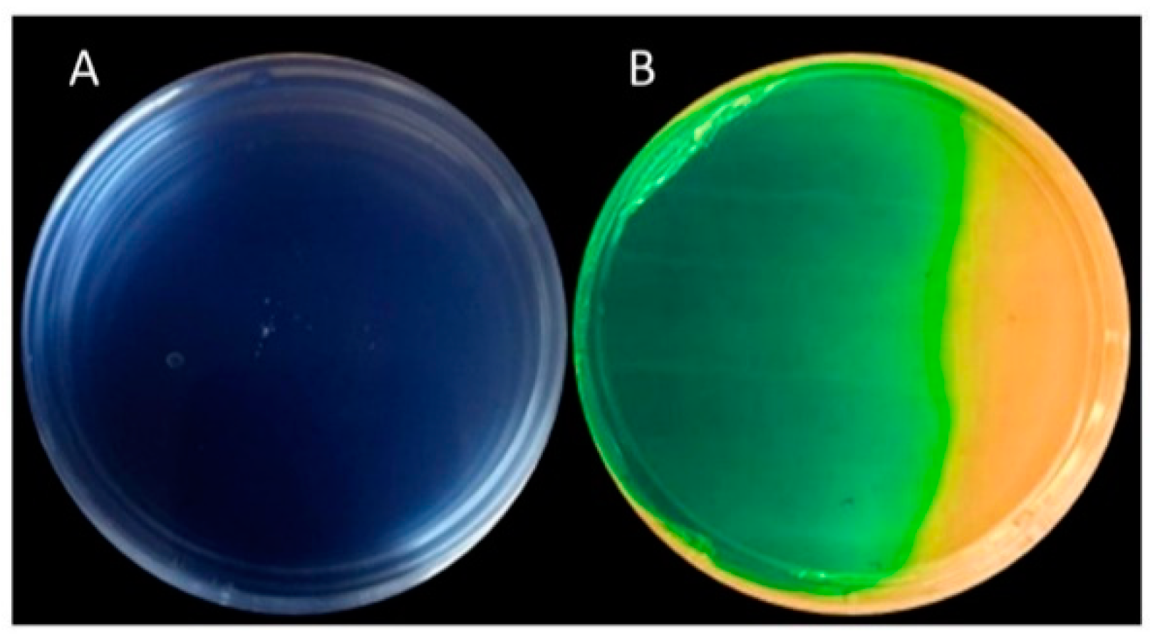 Molecules 26 06359 g003