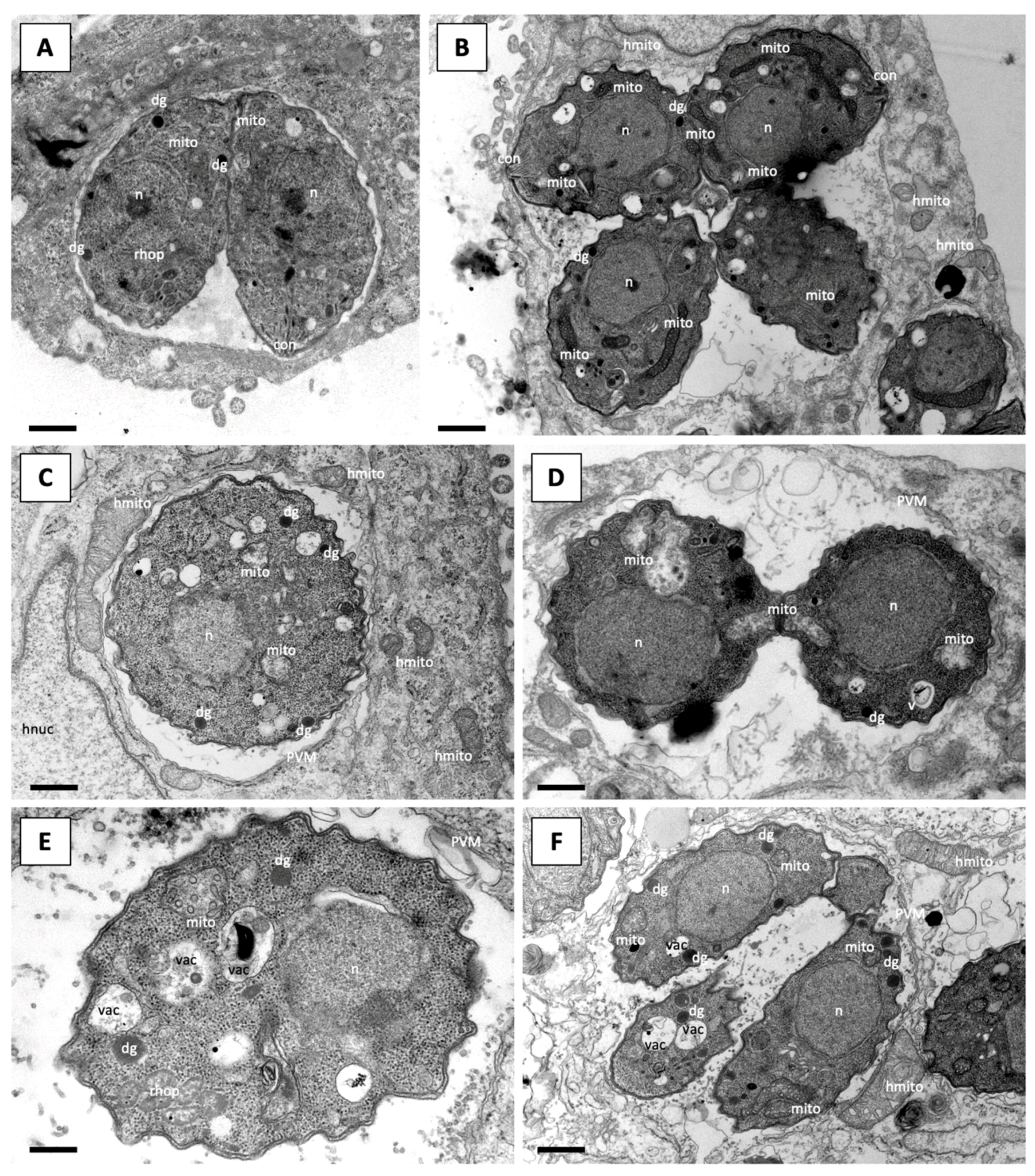 Molecules 26 06393 g003 Molecules 26 06393 g003