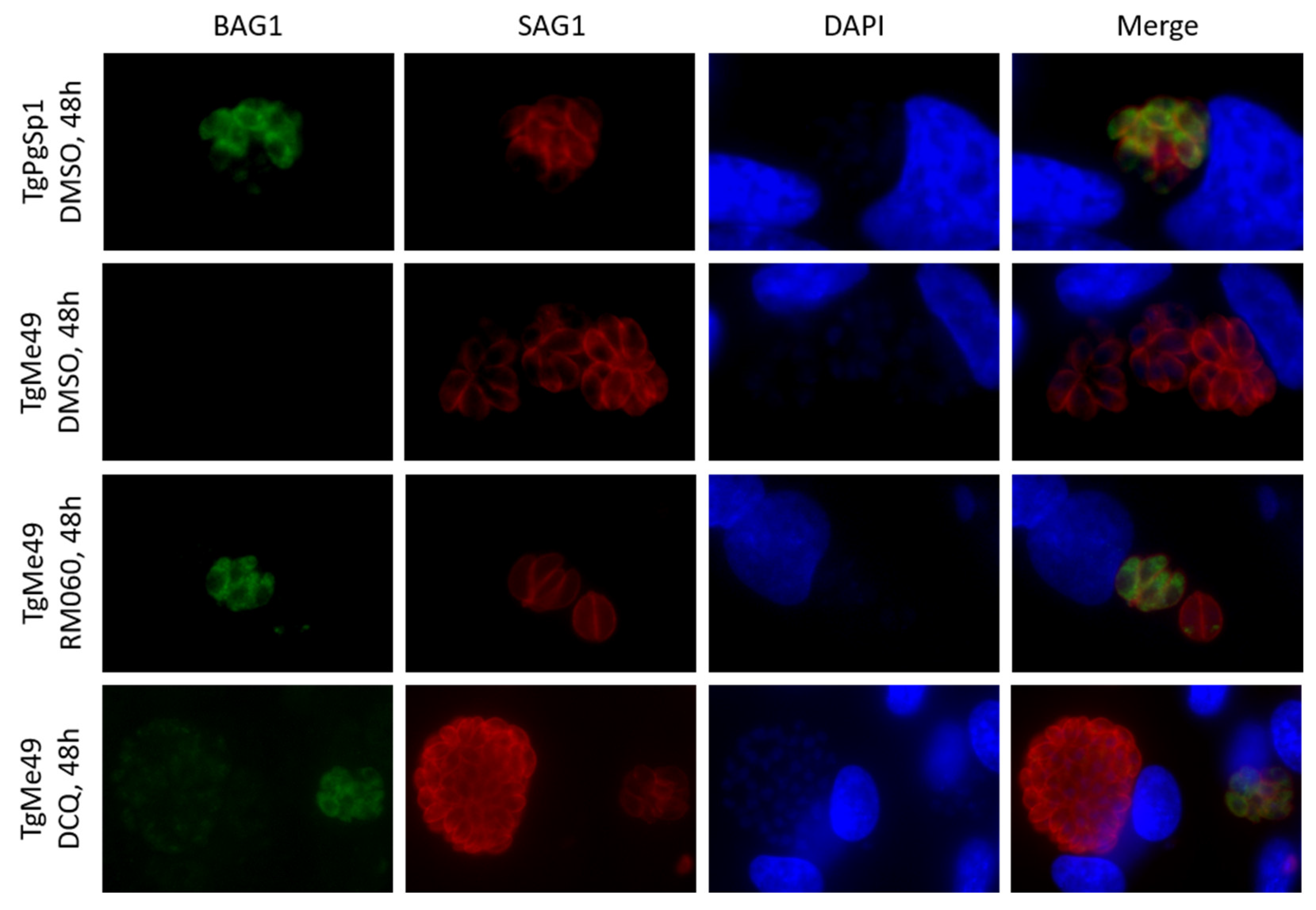 Molecules 26 06393 g004 Molecules 26 06393 g004
