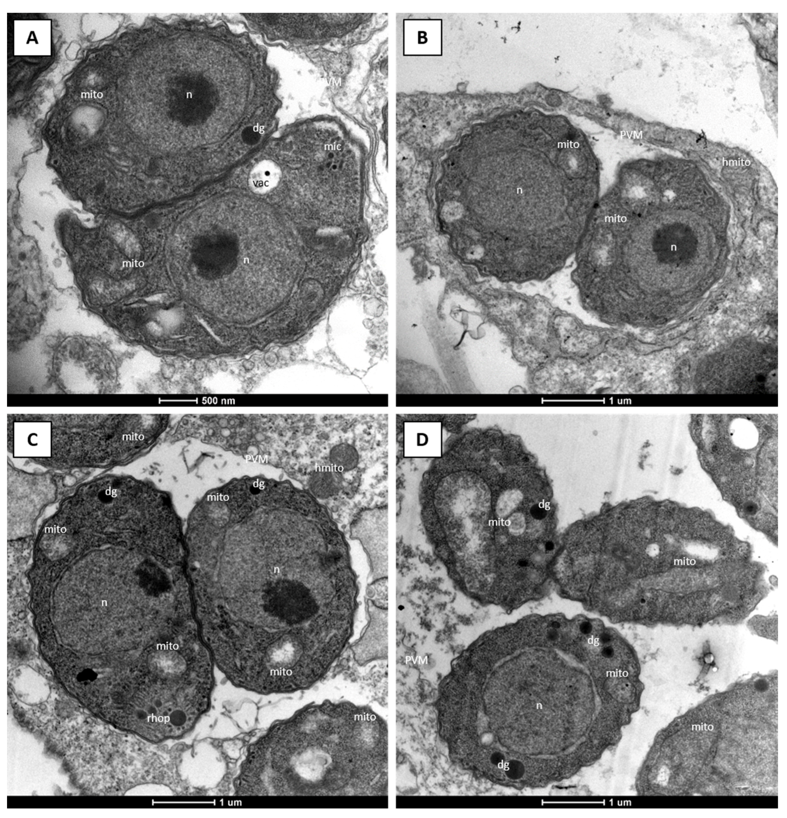 Molecules 26 06393 g005 Molecules 26 06393 g005