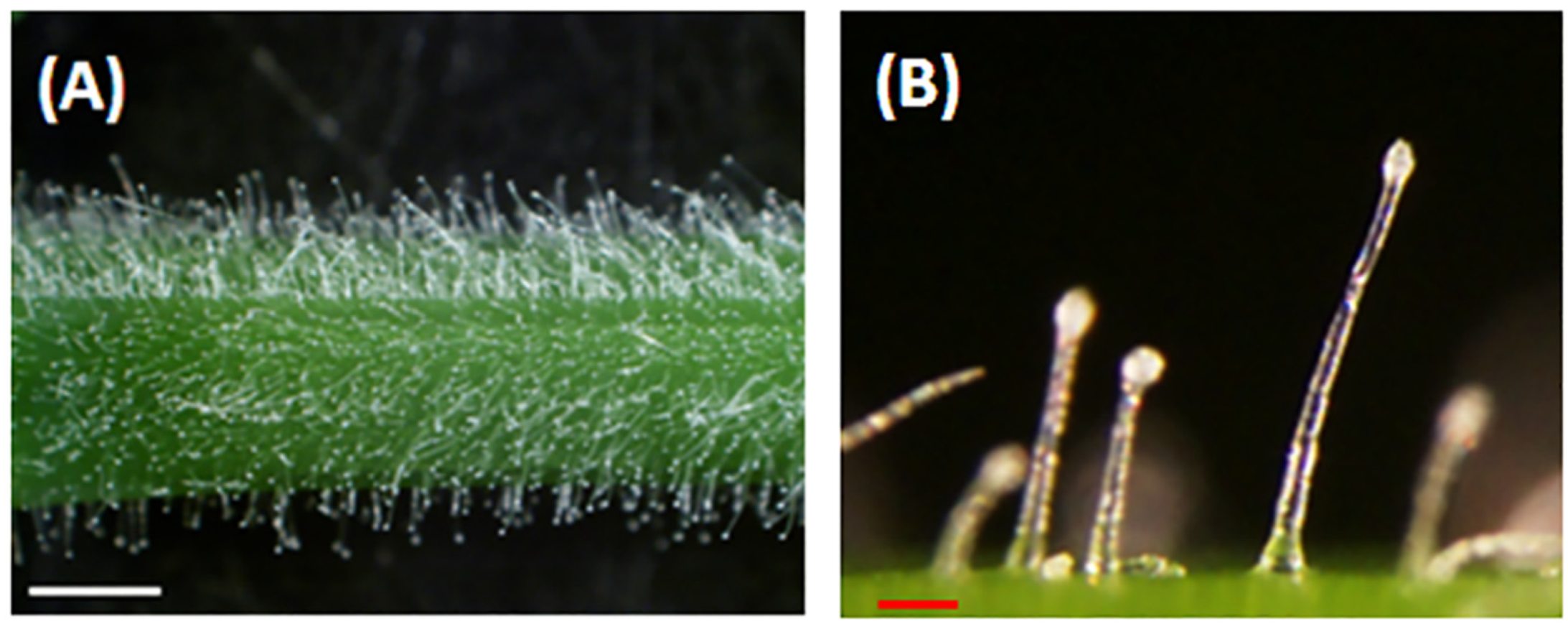 Molecules 26 06473 g001