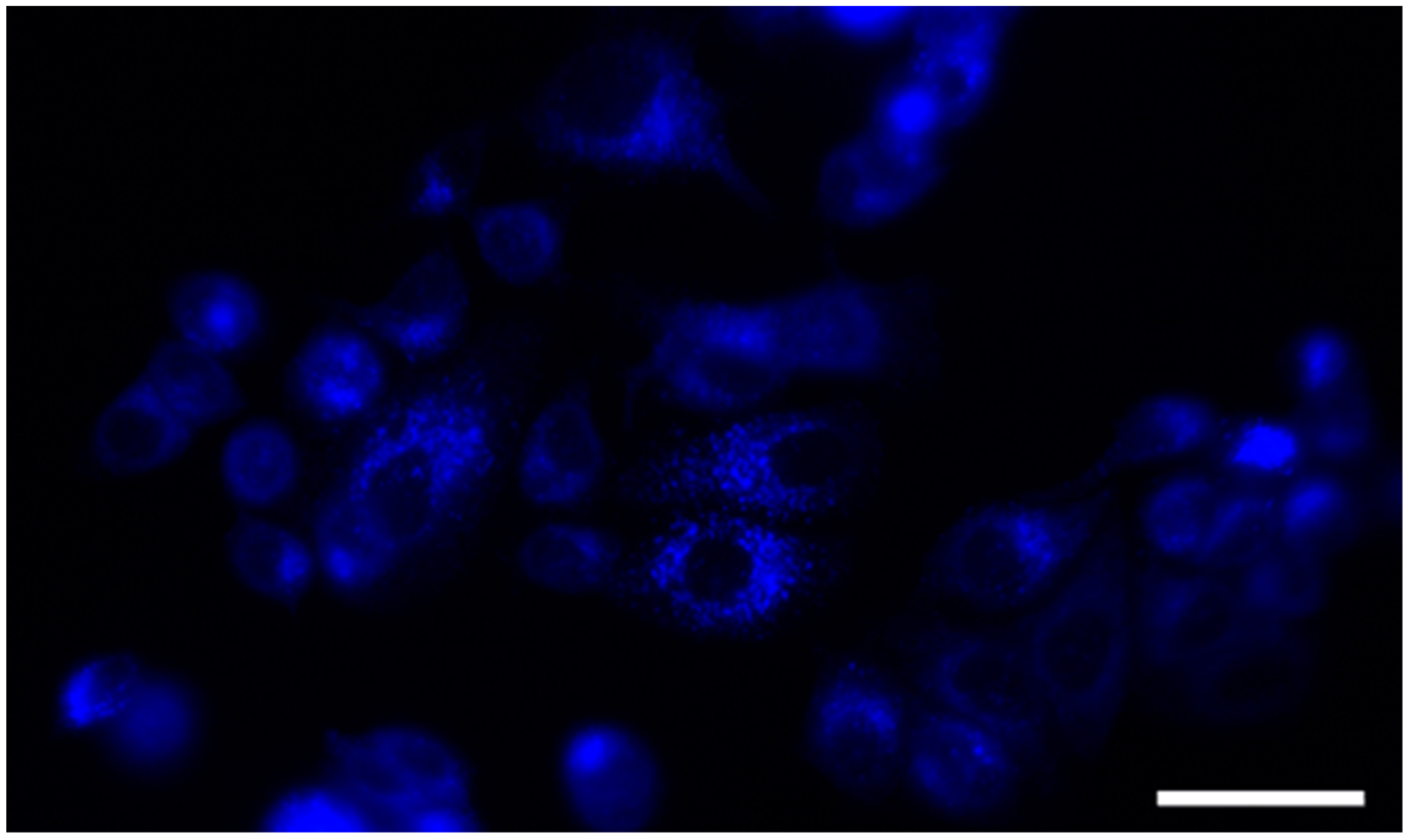 Molecules 26 06490 g003