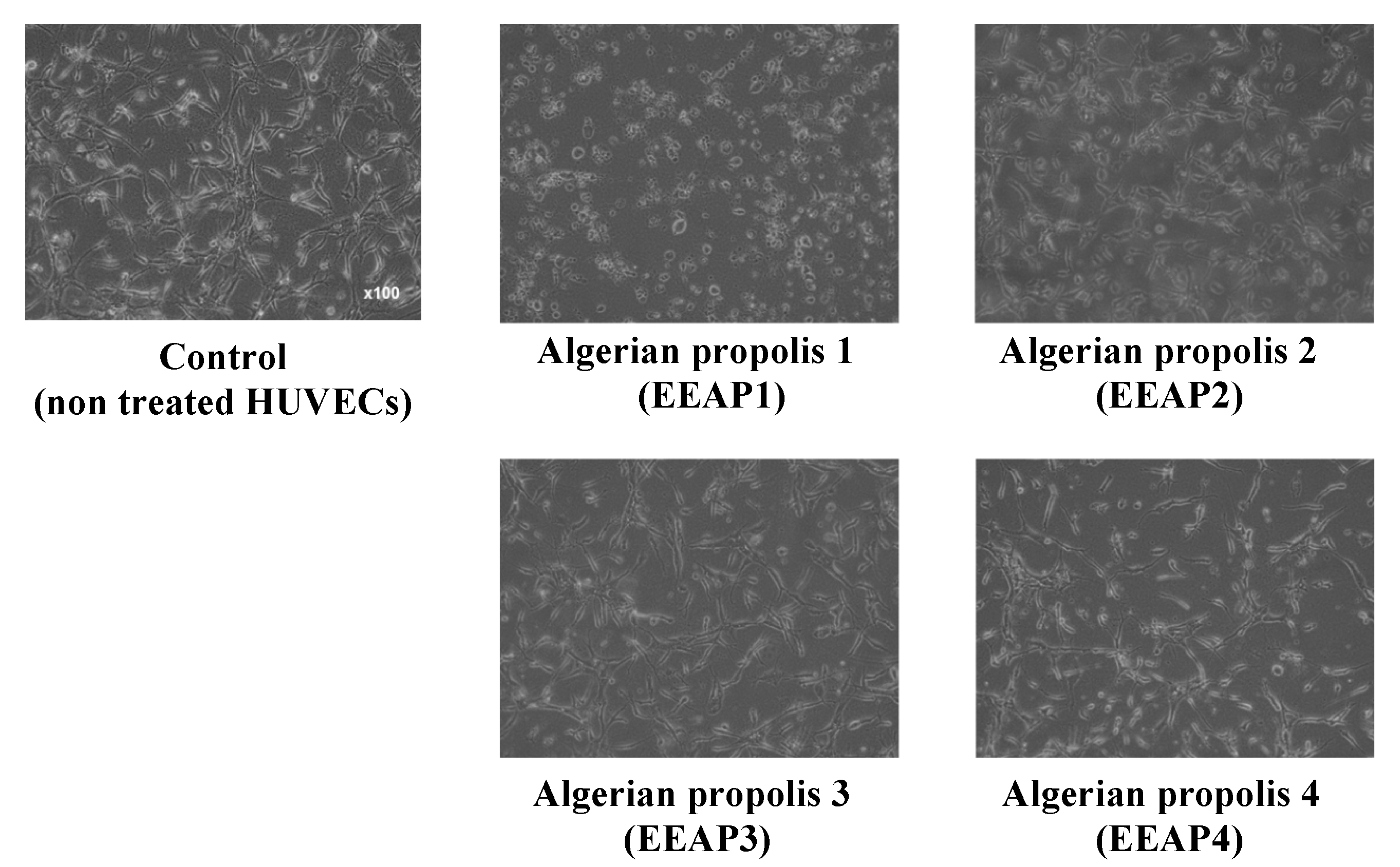 Molecules 26 06510 g001