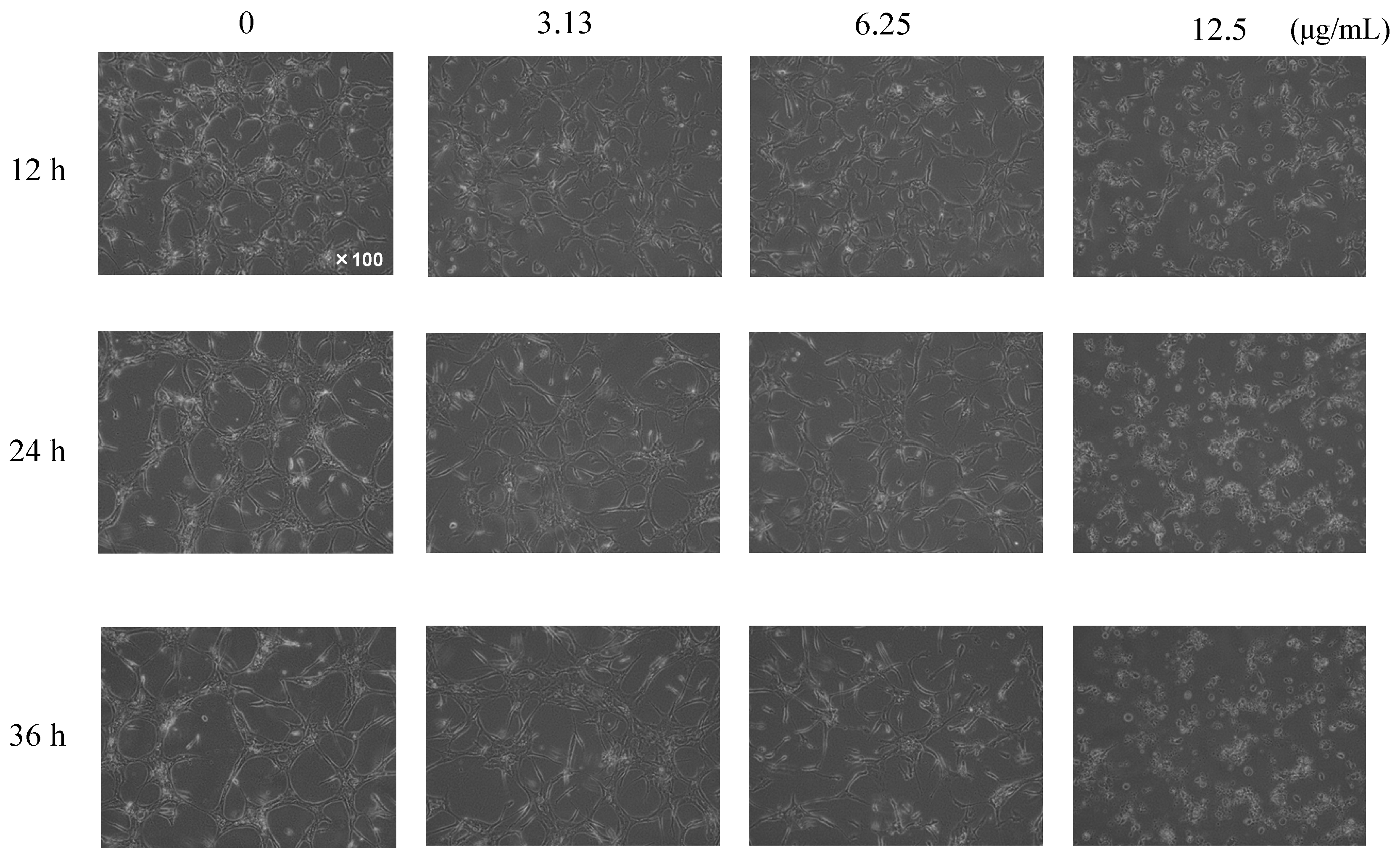 Molecules 26 06510 g005