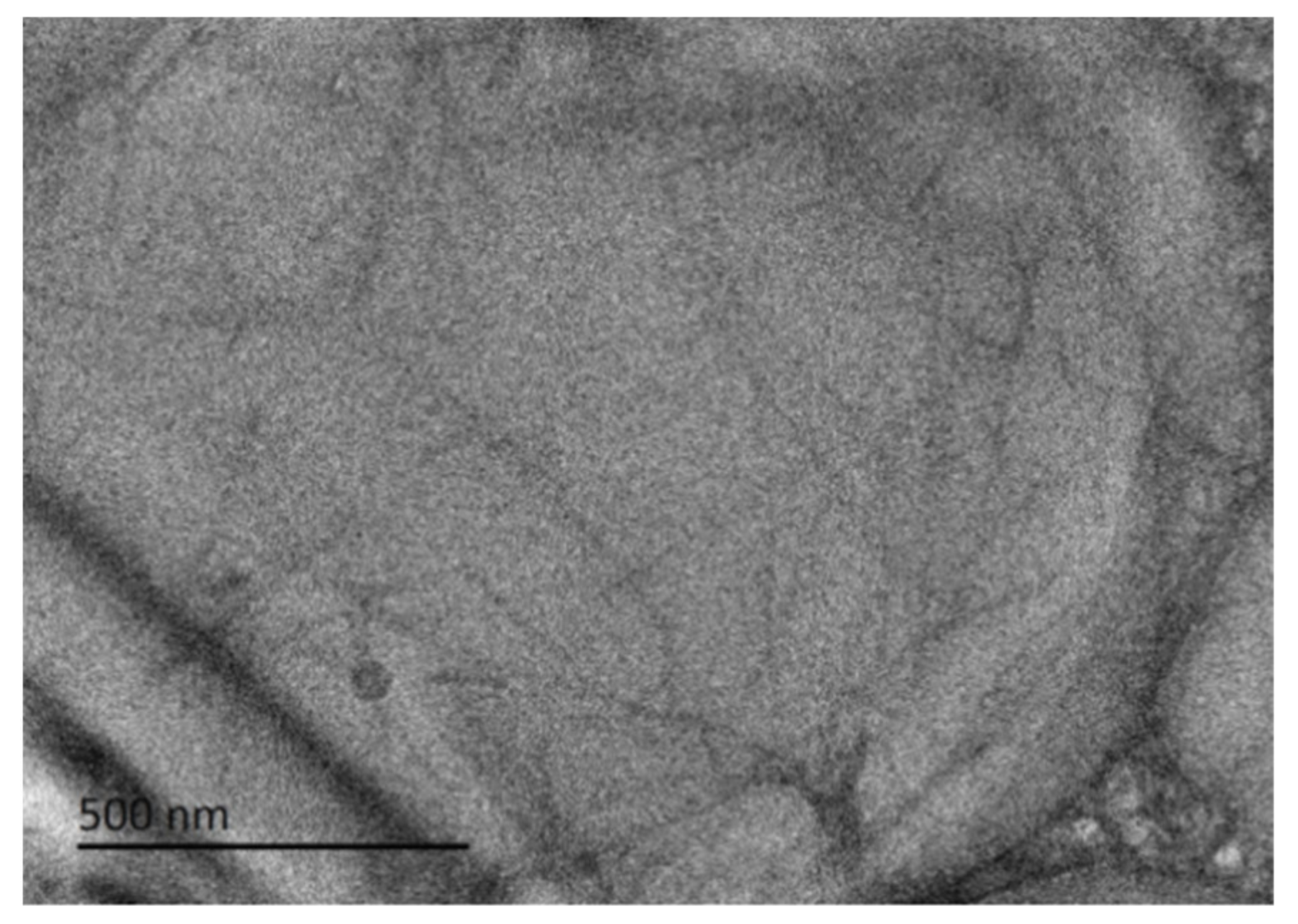 Molecules 26 06526 g004