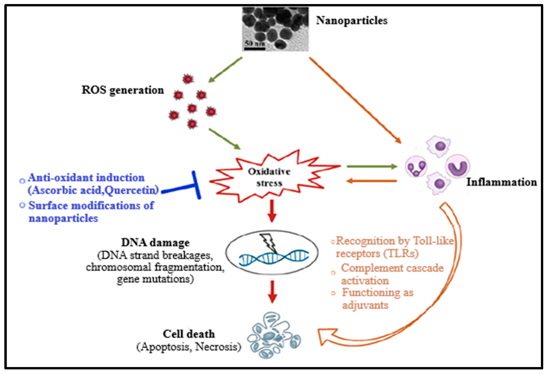 Molecules 26 06536 g001