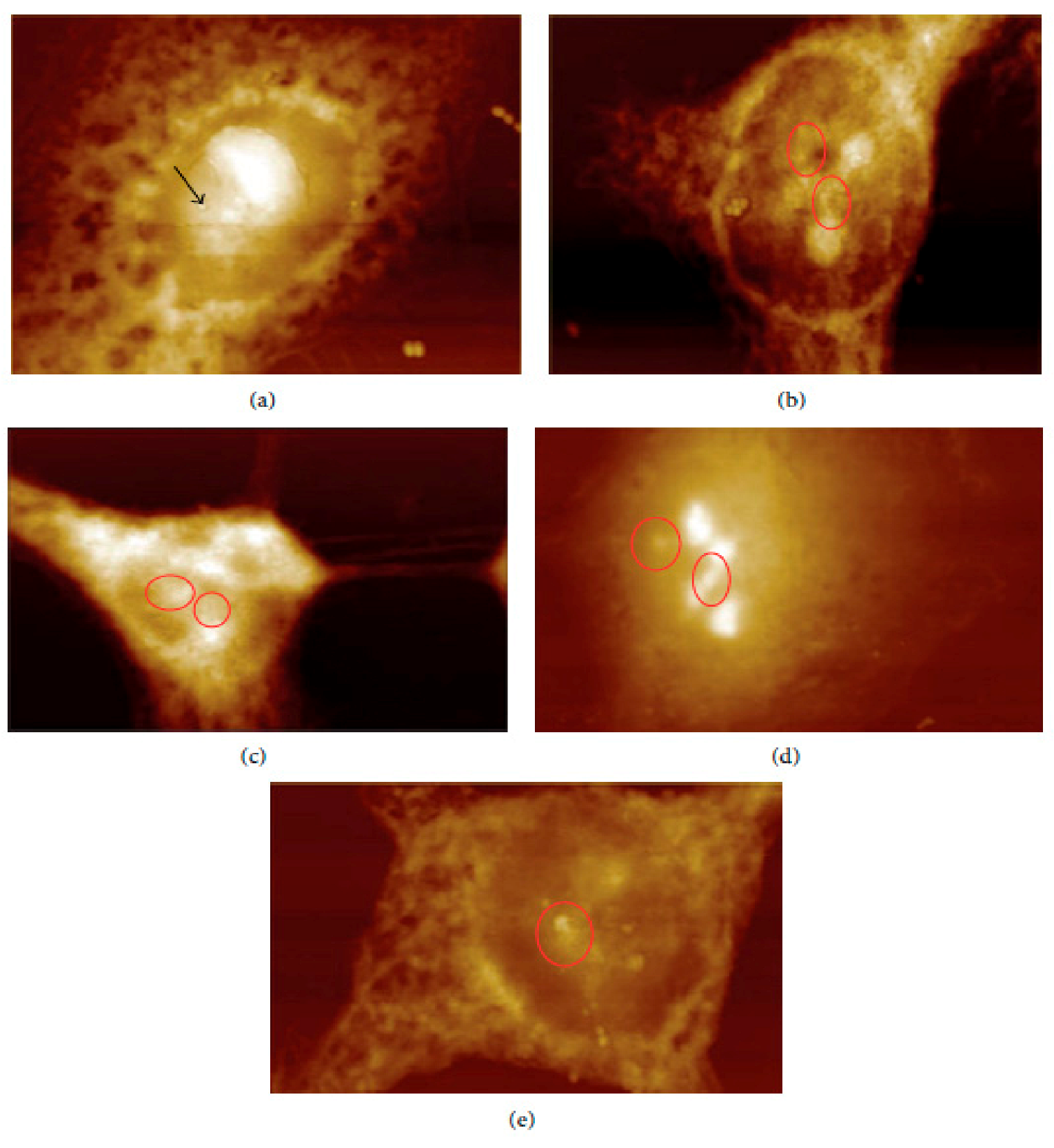 Molecules 26 06536 g003