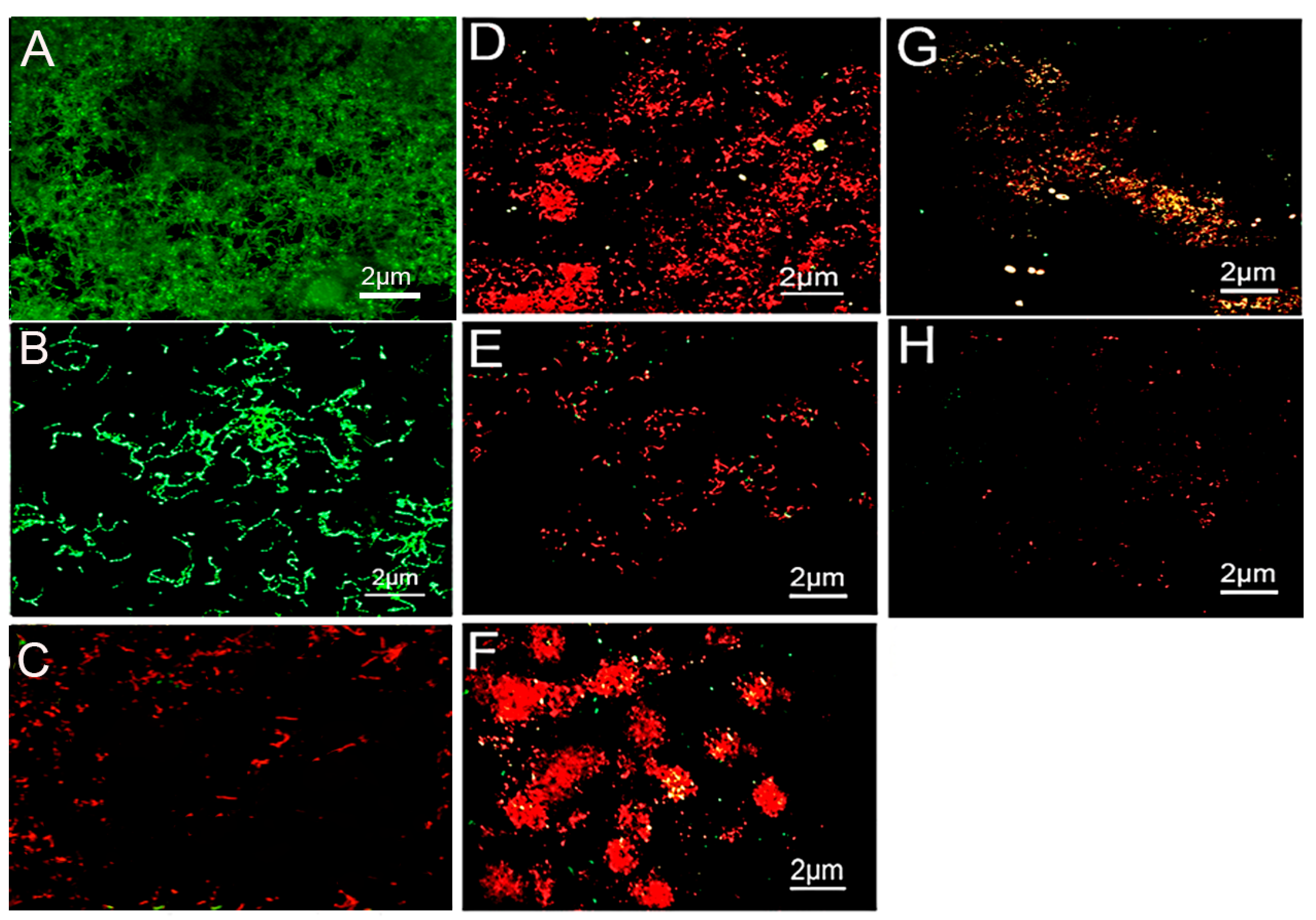Molecules 26 06605 g001