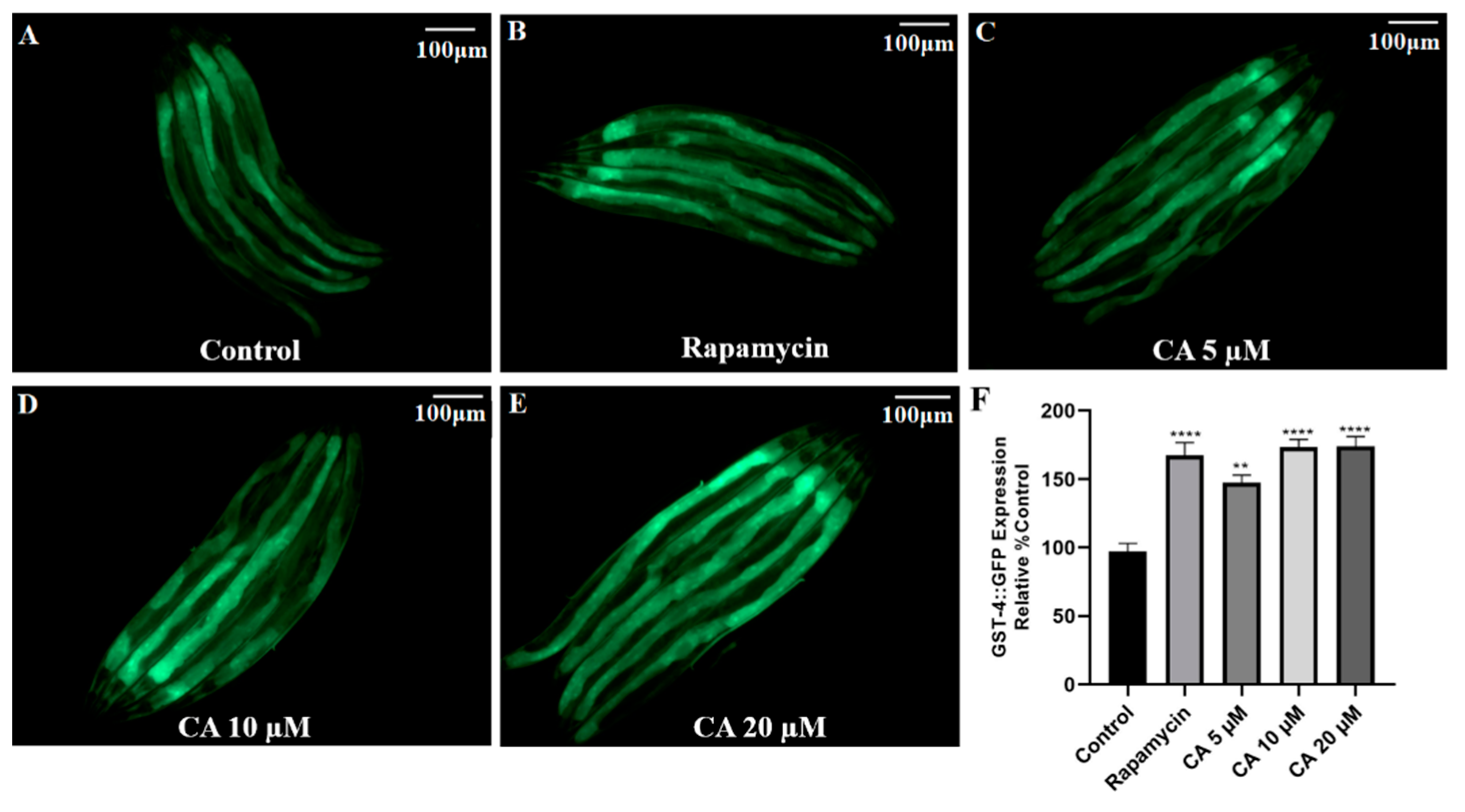 Molecules 26 06609 g006