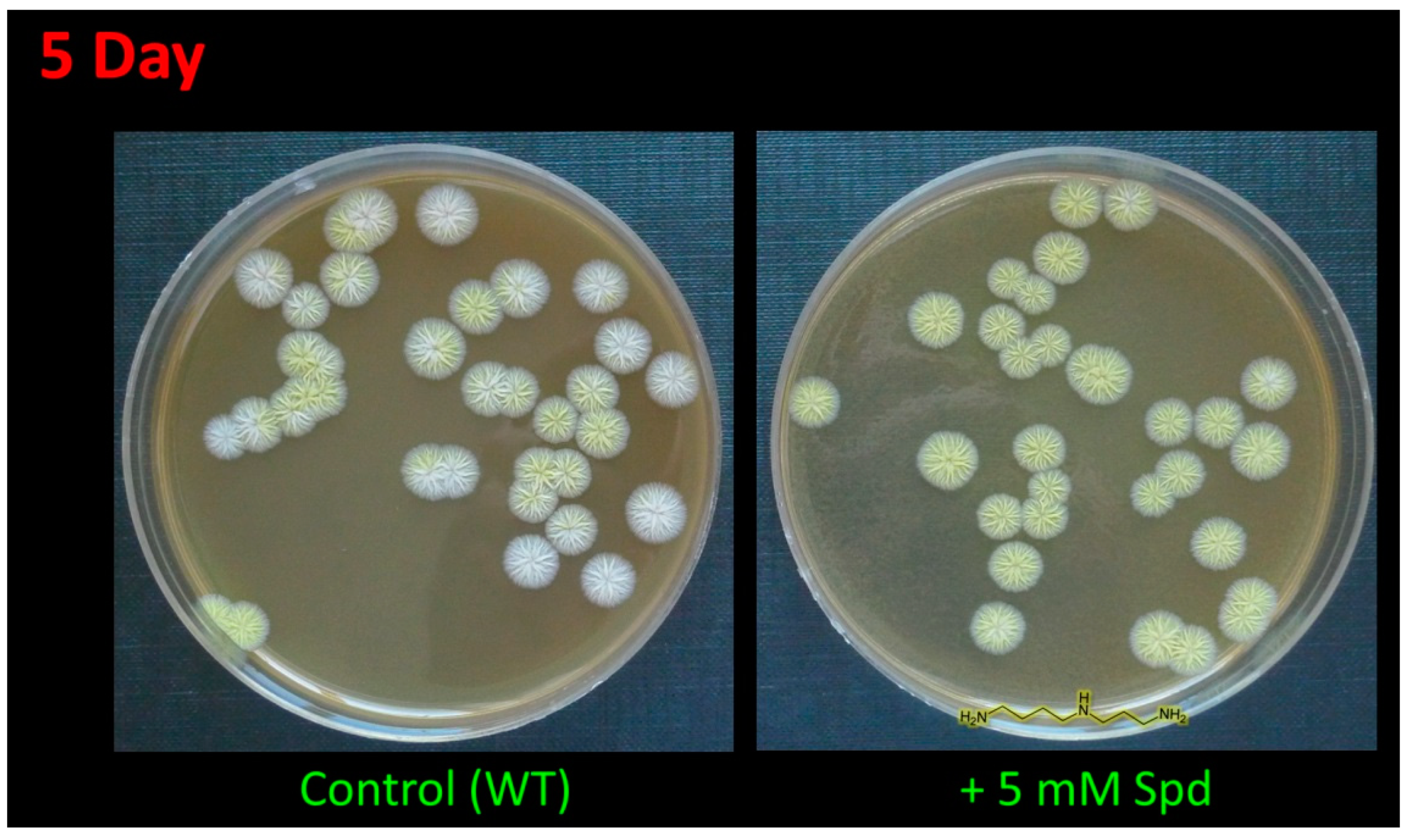 Molecules 26 06636 g002