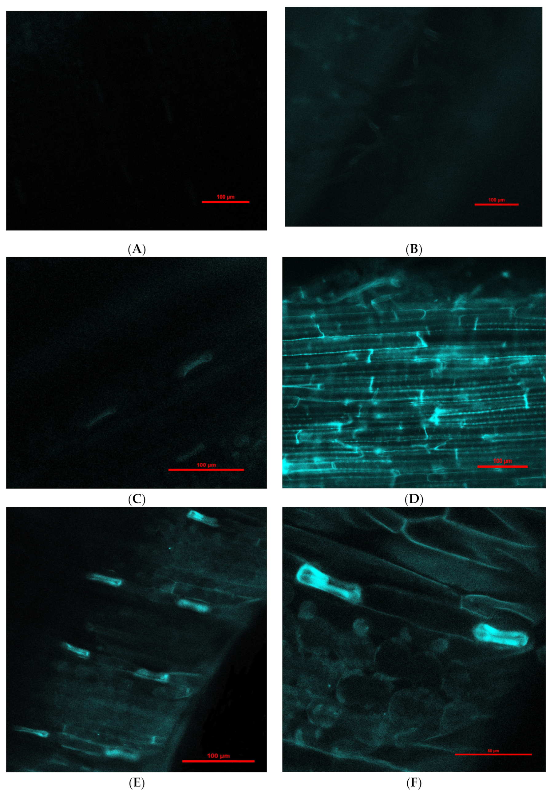 Molecules 26 06710 g002a