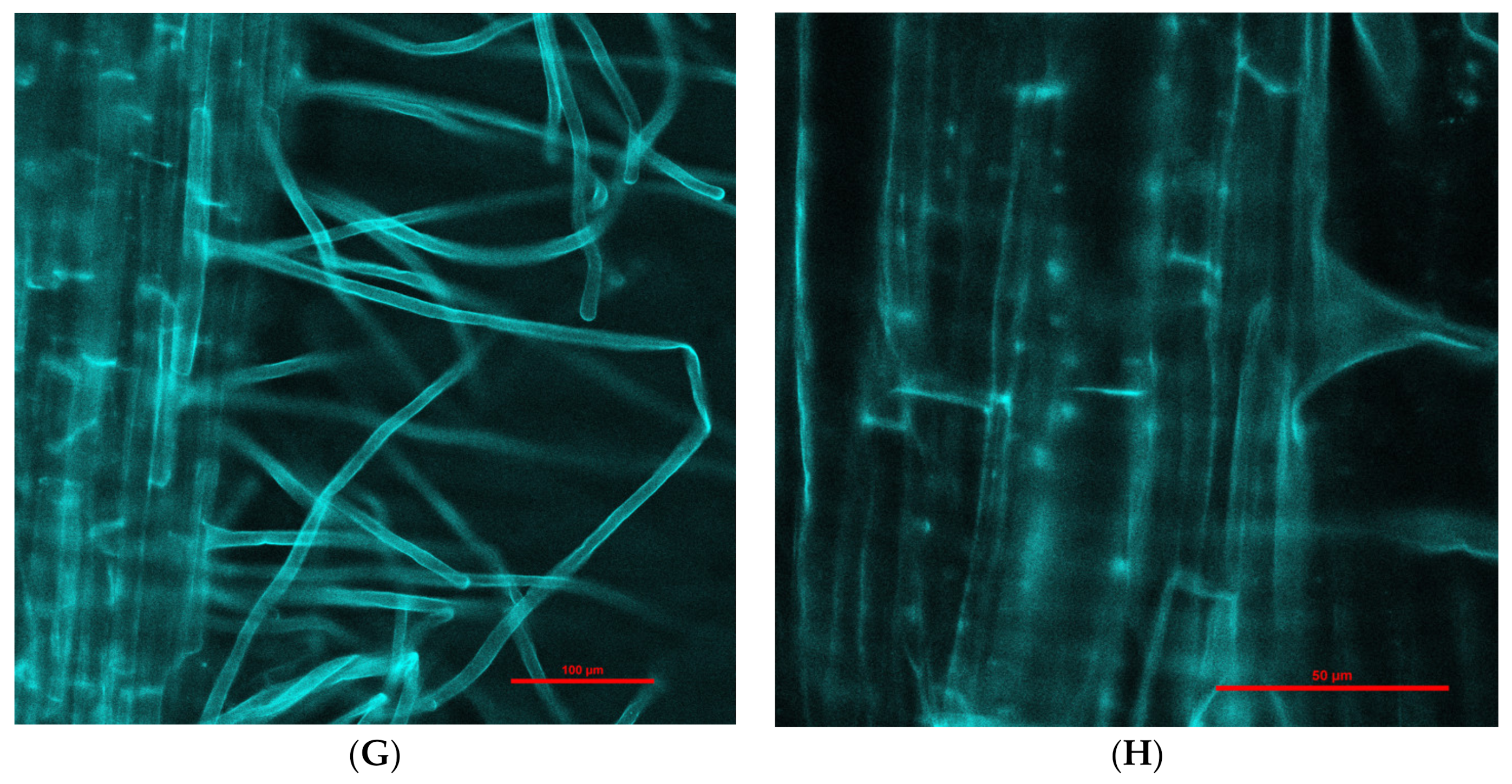 Molecules 26 06710 g002b