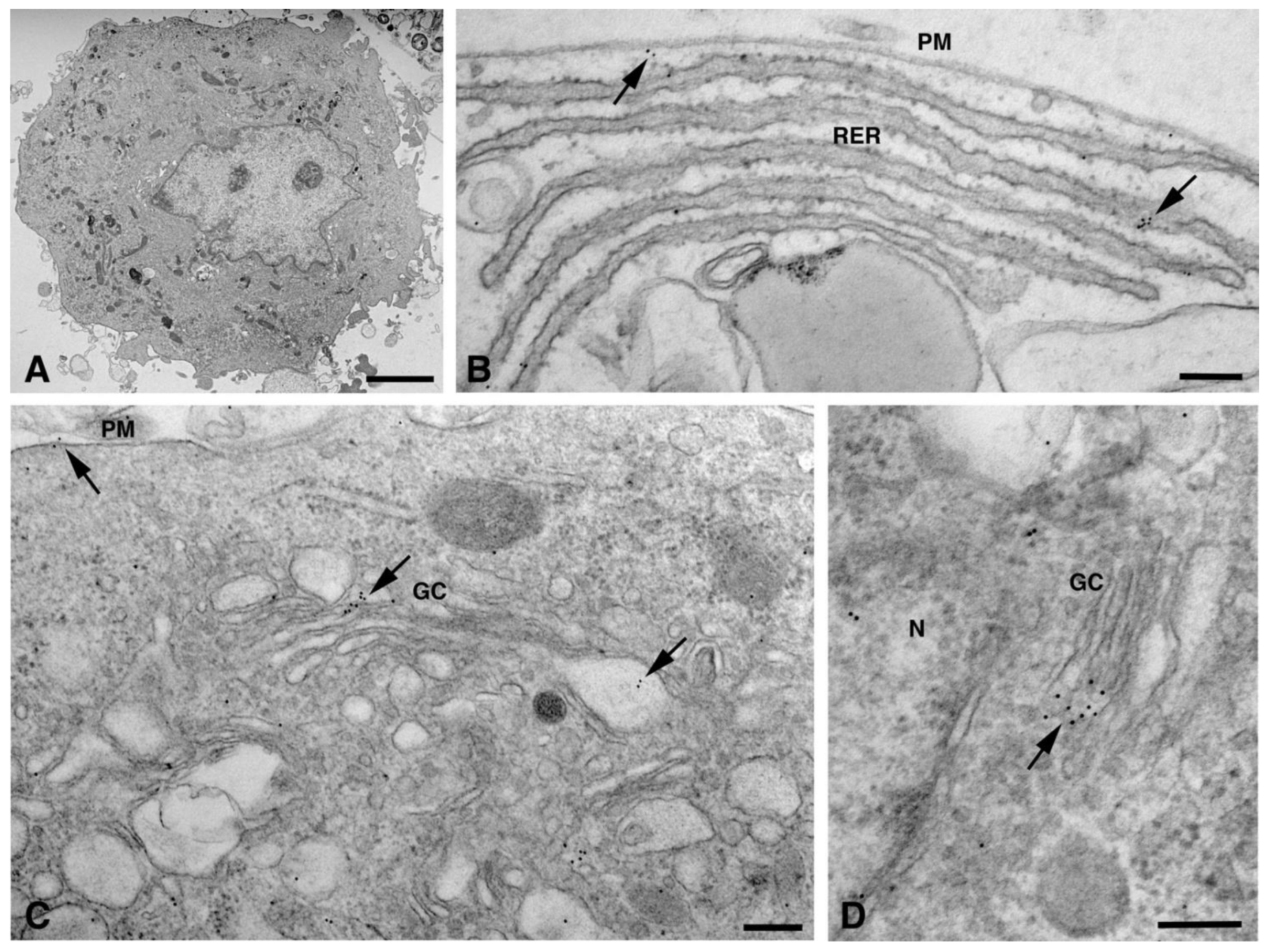 Molecules 26 06726 g001