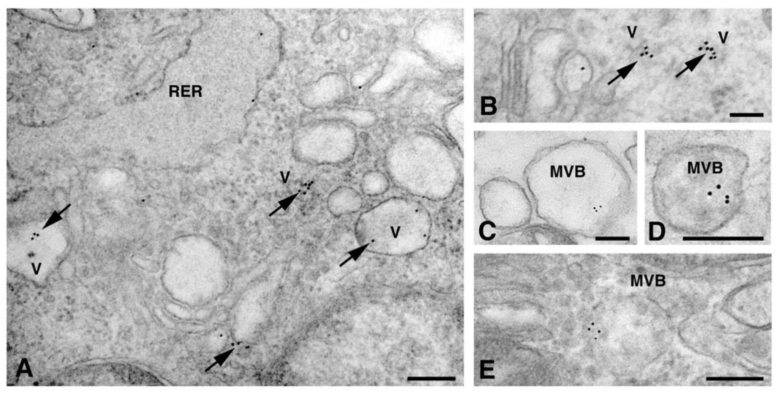 Molecules 26 06726 g002