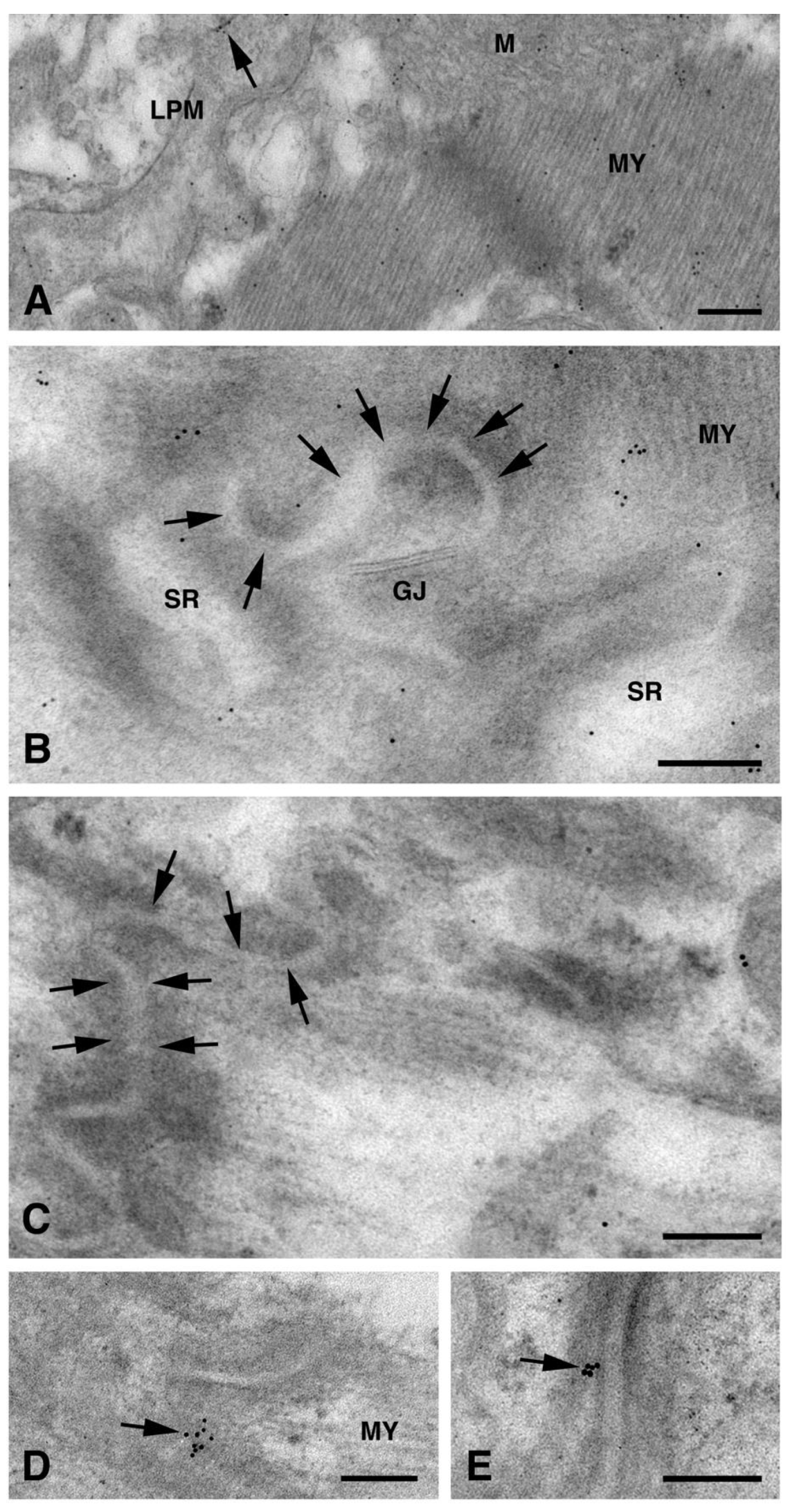 Molecules 26 06726 g004