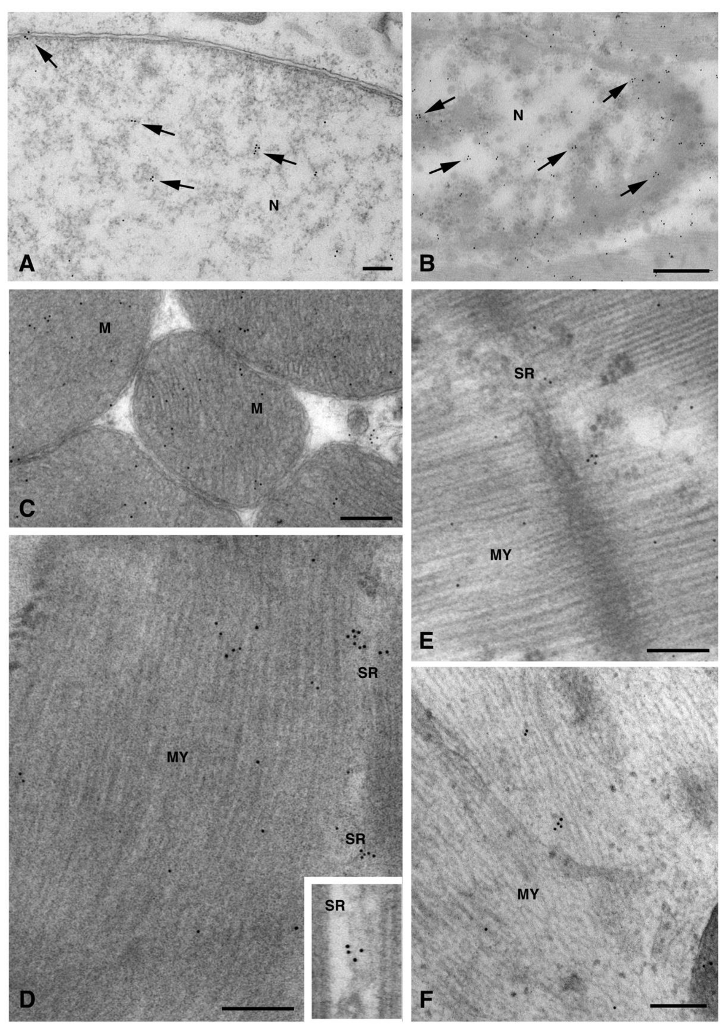 Molecules 26 06726 g006