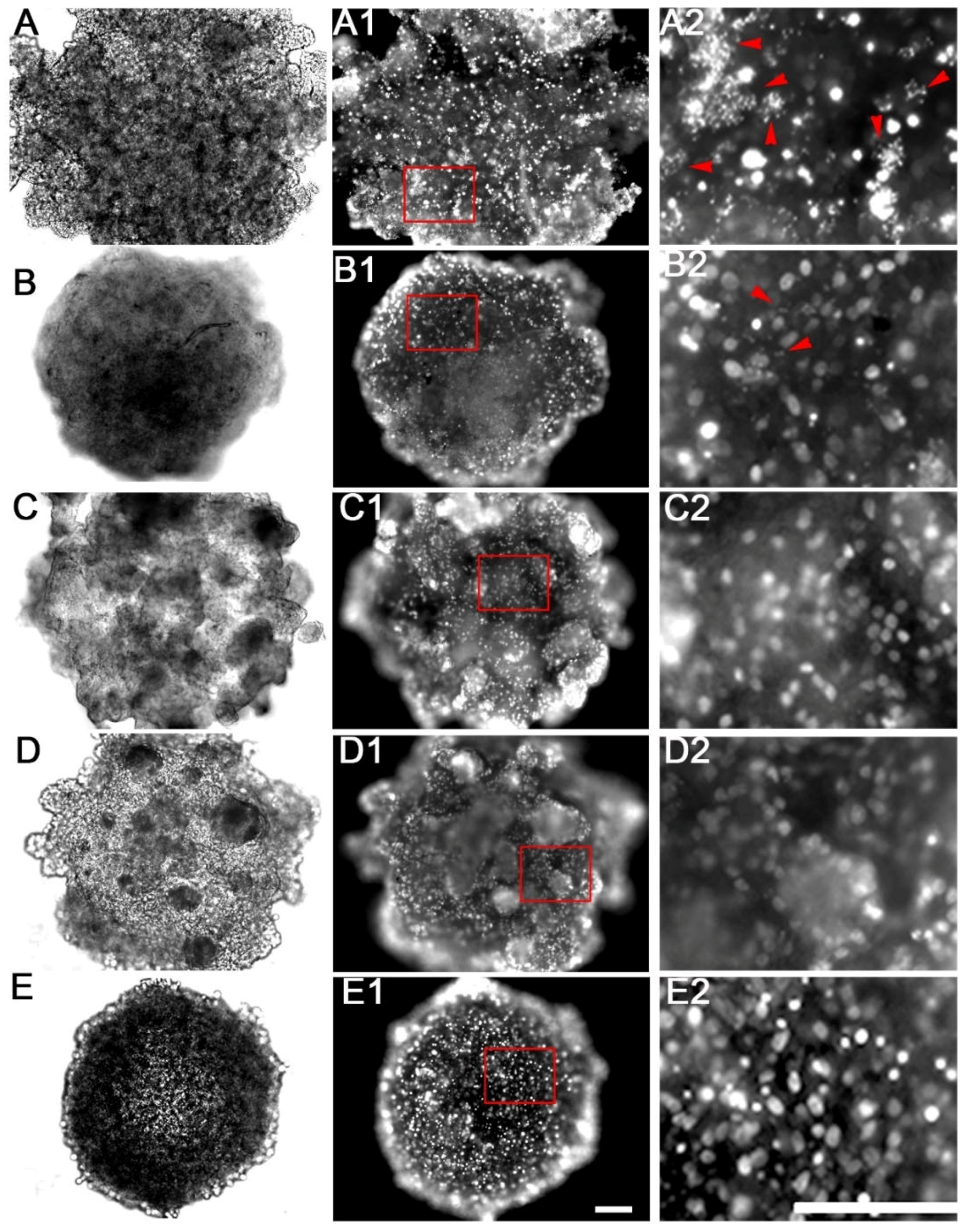 Molecules 26 06742 g004