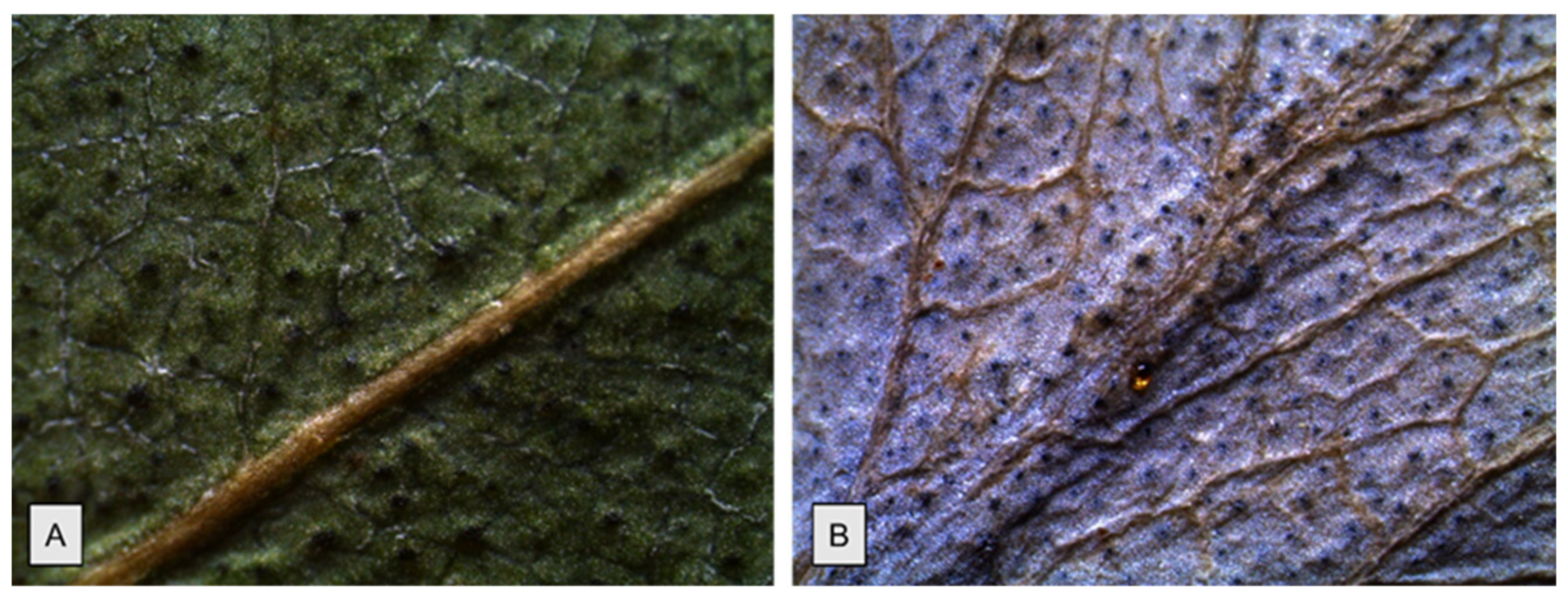 Molecules 26 06749 g002