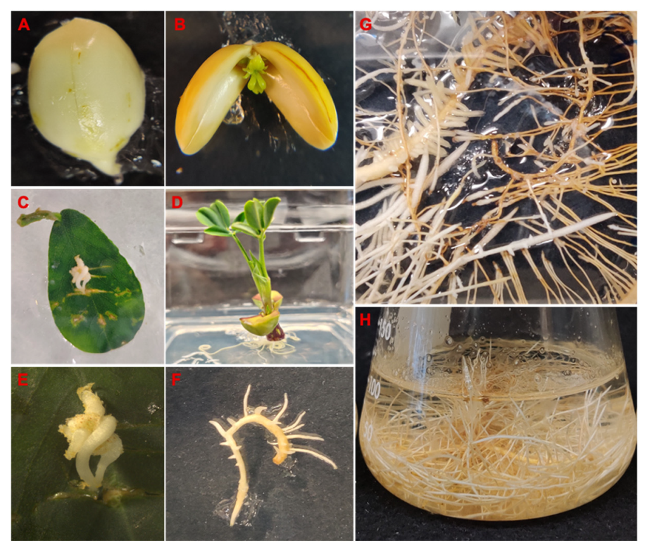 Molecules 26 06778 g002
