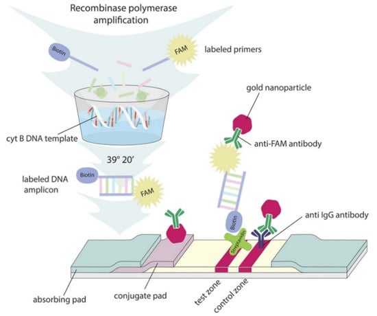 Molecules 26 06804 g001