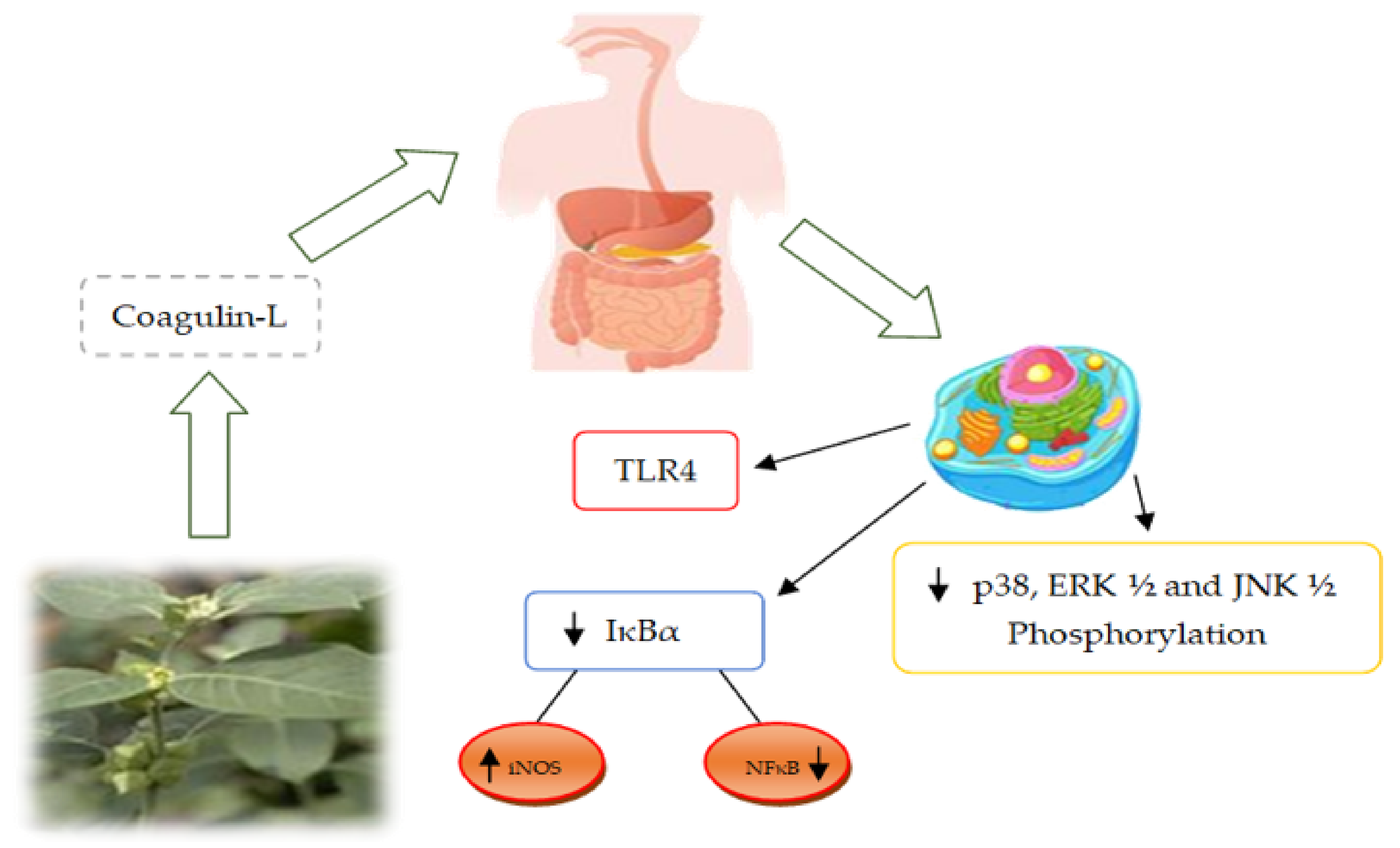 Molecules 26 06881 g004