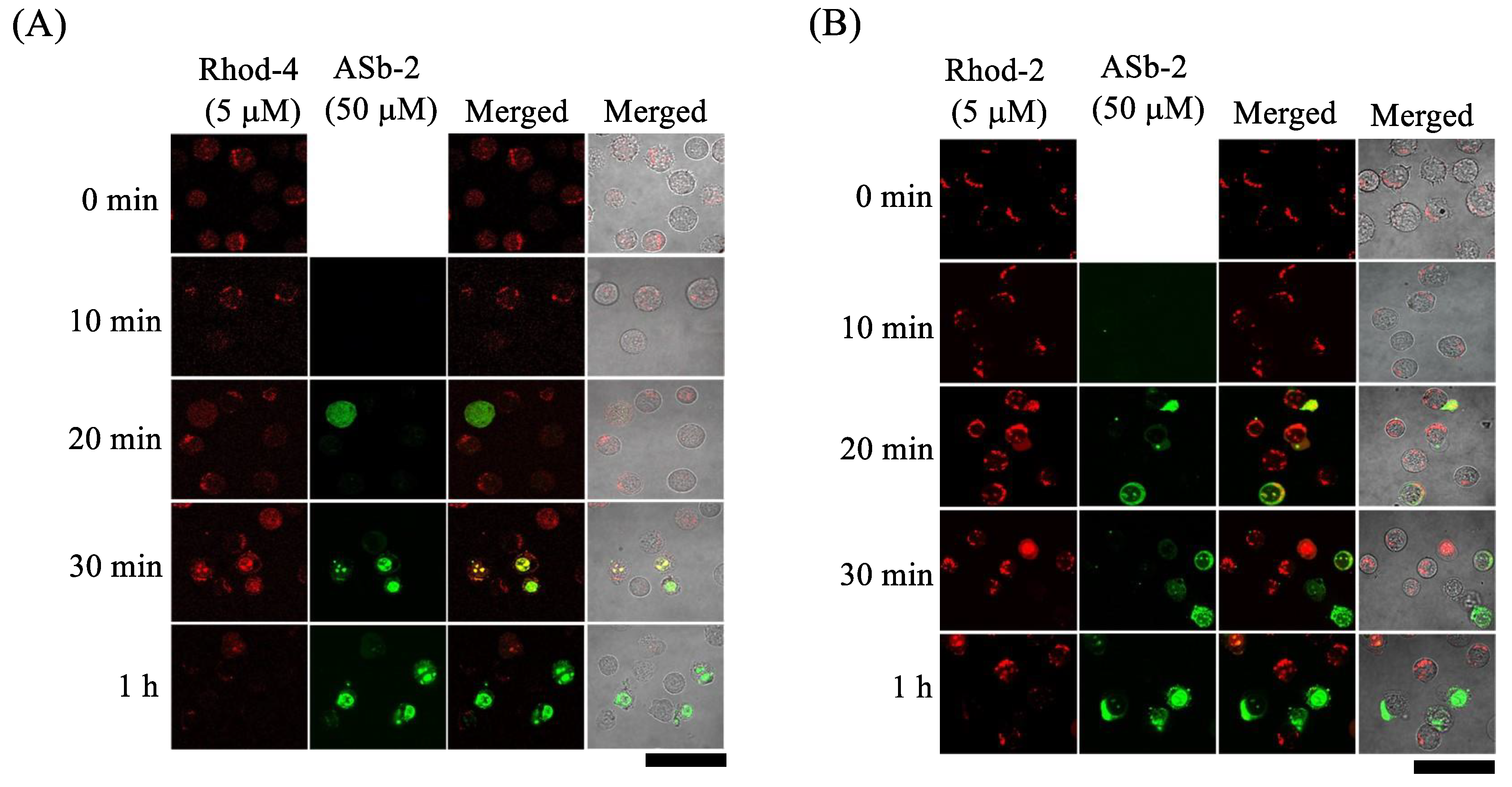 Molecules 26 07028 g007a