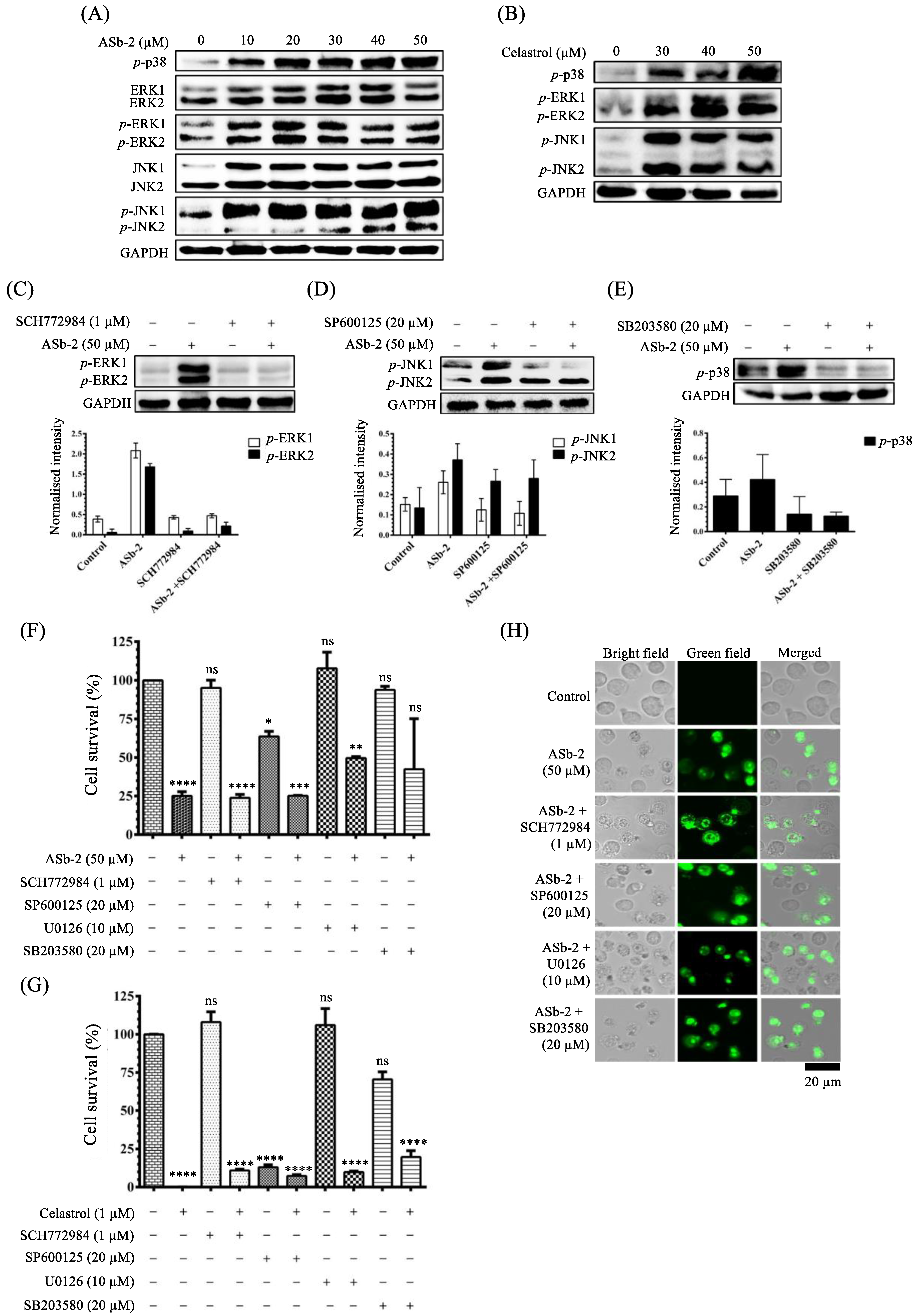 Molecules 26 07028 g012