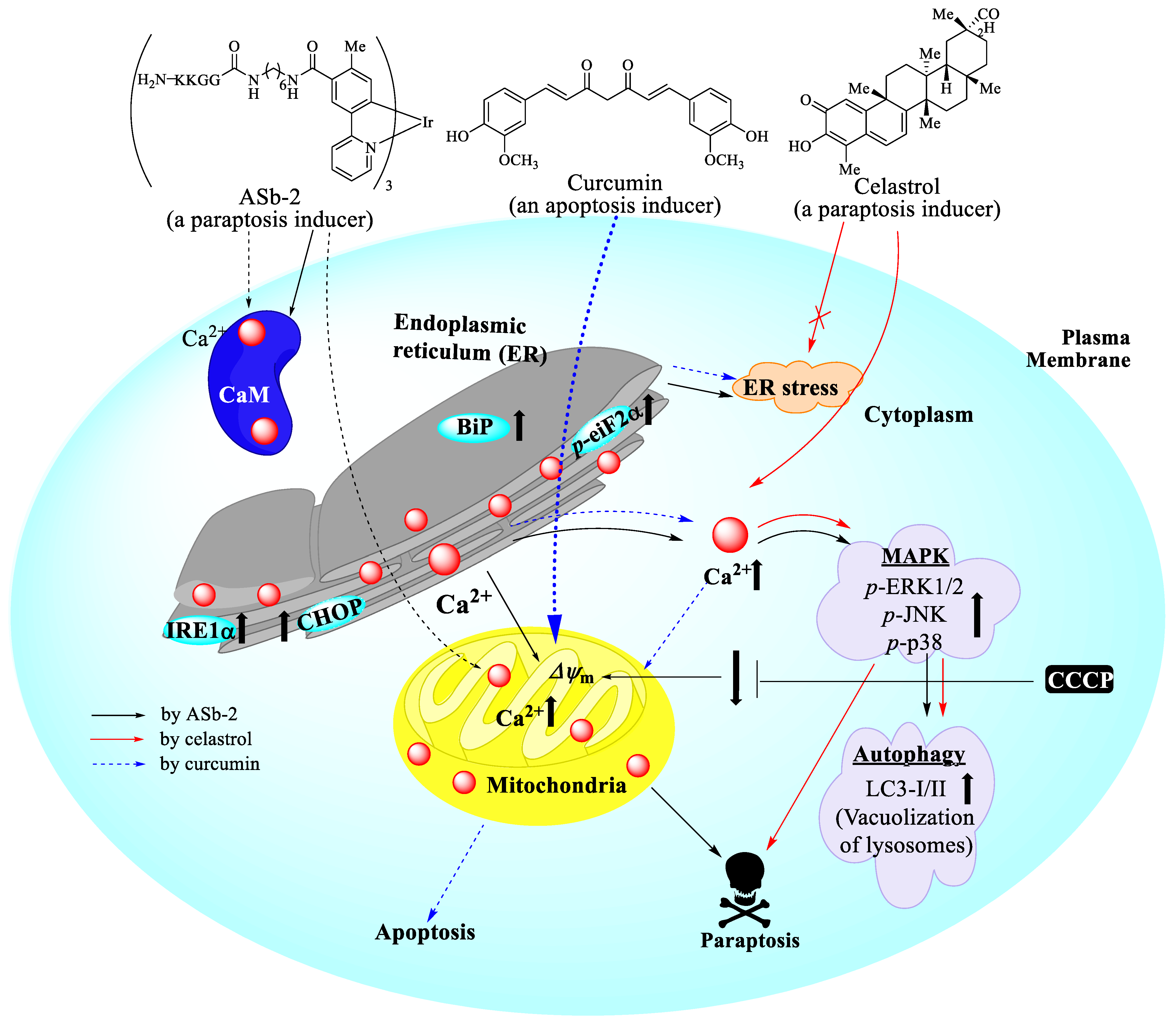 Molecules 26 07028 sch001