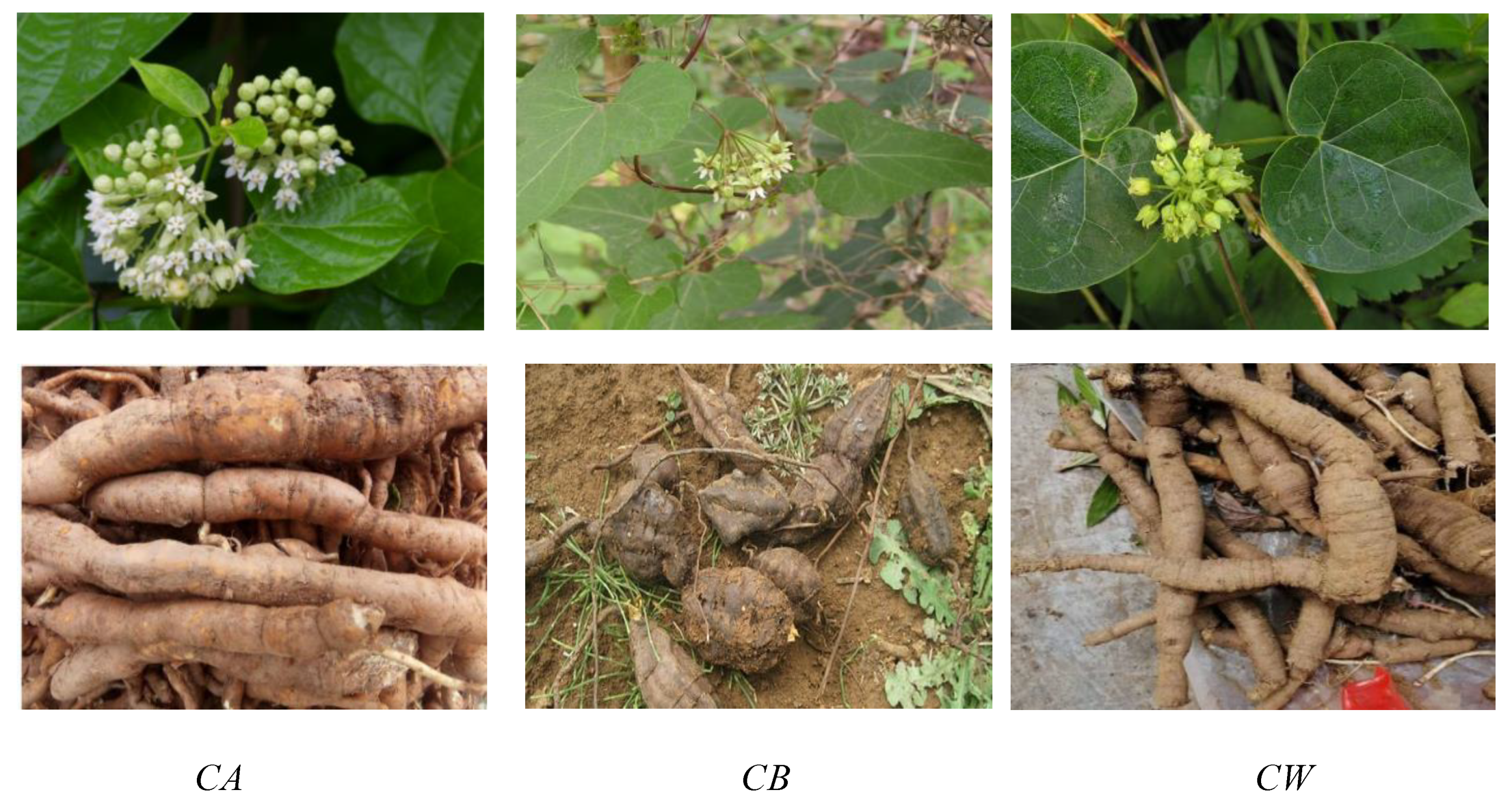 Molecules 26 07065 g001 Molecules 26 07065 g001