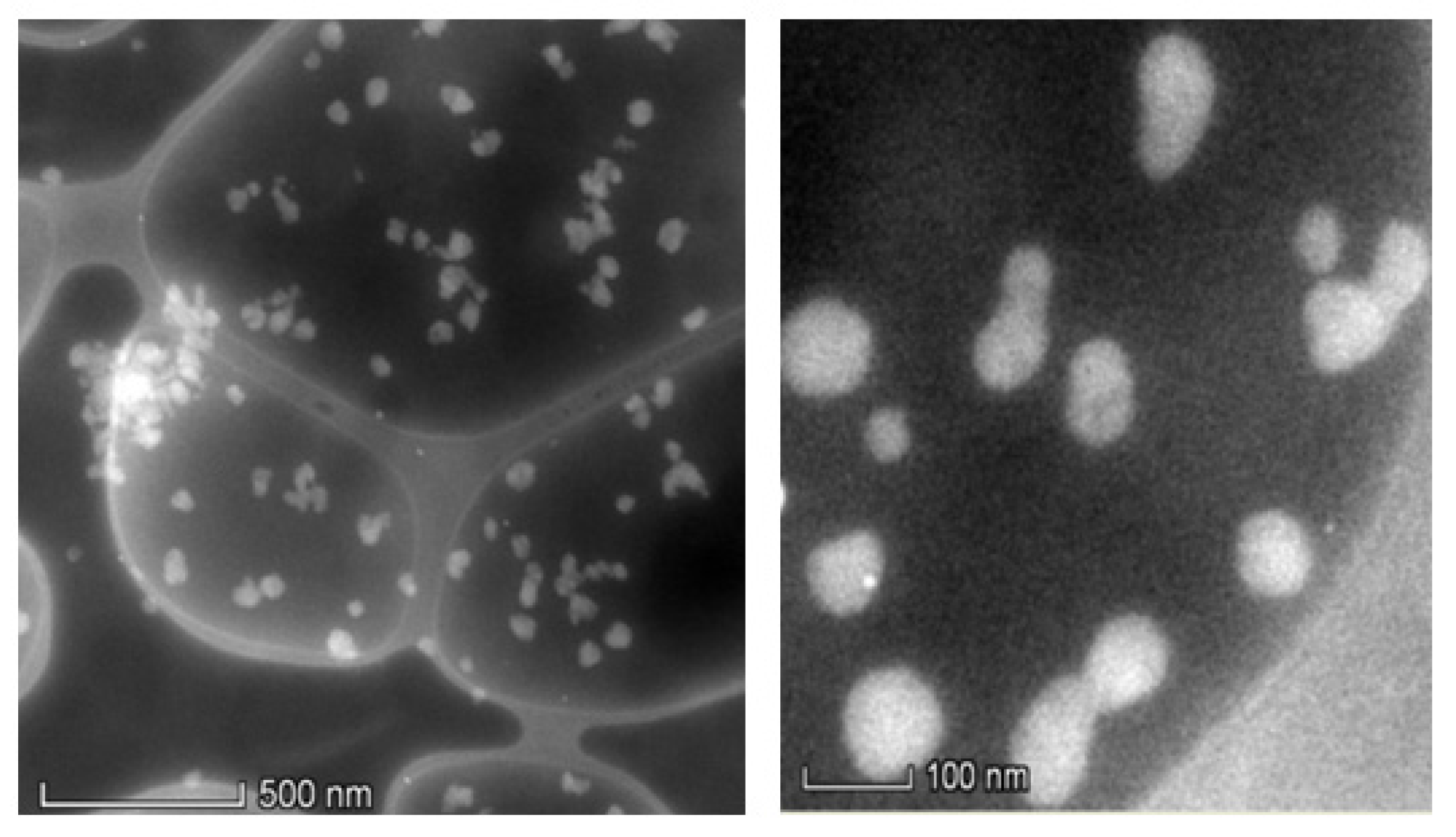 Molecules 26 07075 g009